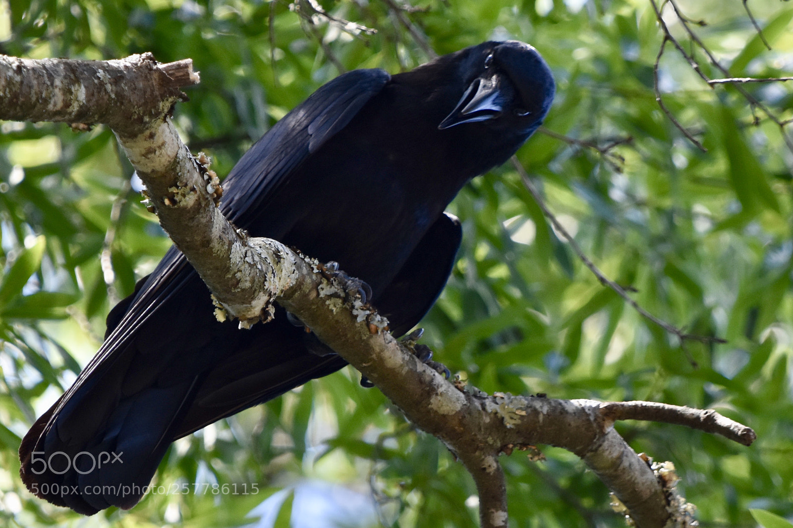 Nikon D7200 sample photo. American crow 2 photography