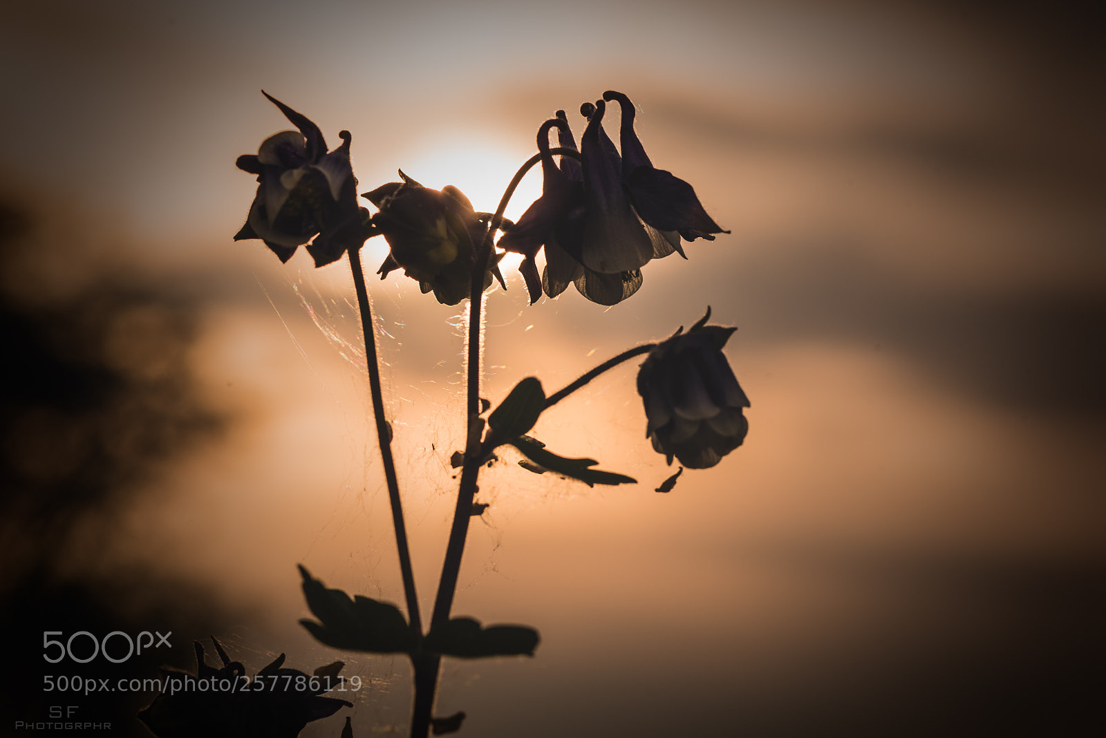 Nikon D750 sample photo. Akeley  - 132/365 (() photography