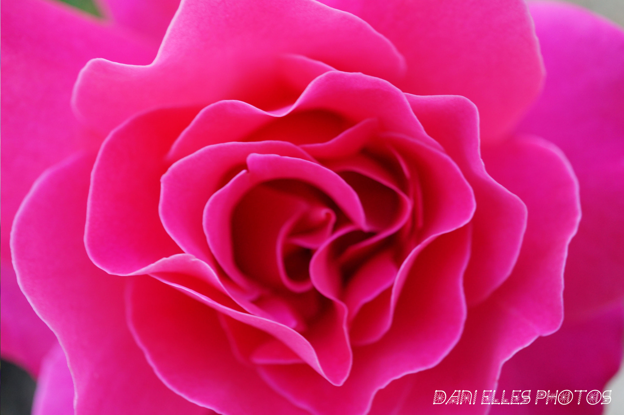 Sony Alpha NEX-3N sample photo. Beauty of rose.jpg photography
