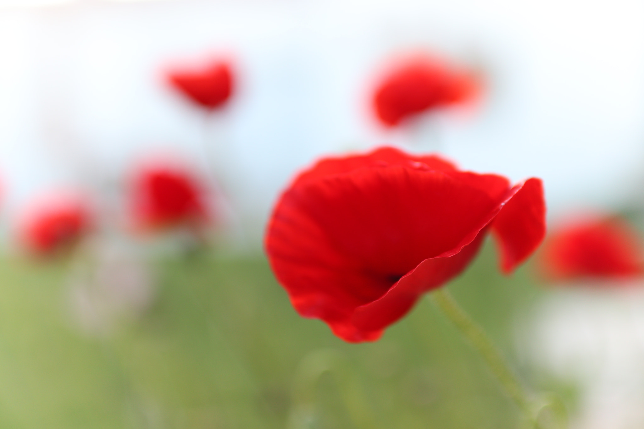 Sigma 30mm F1.4 EX DC HSM sample photo. Coquelicot photography