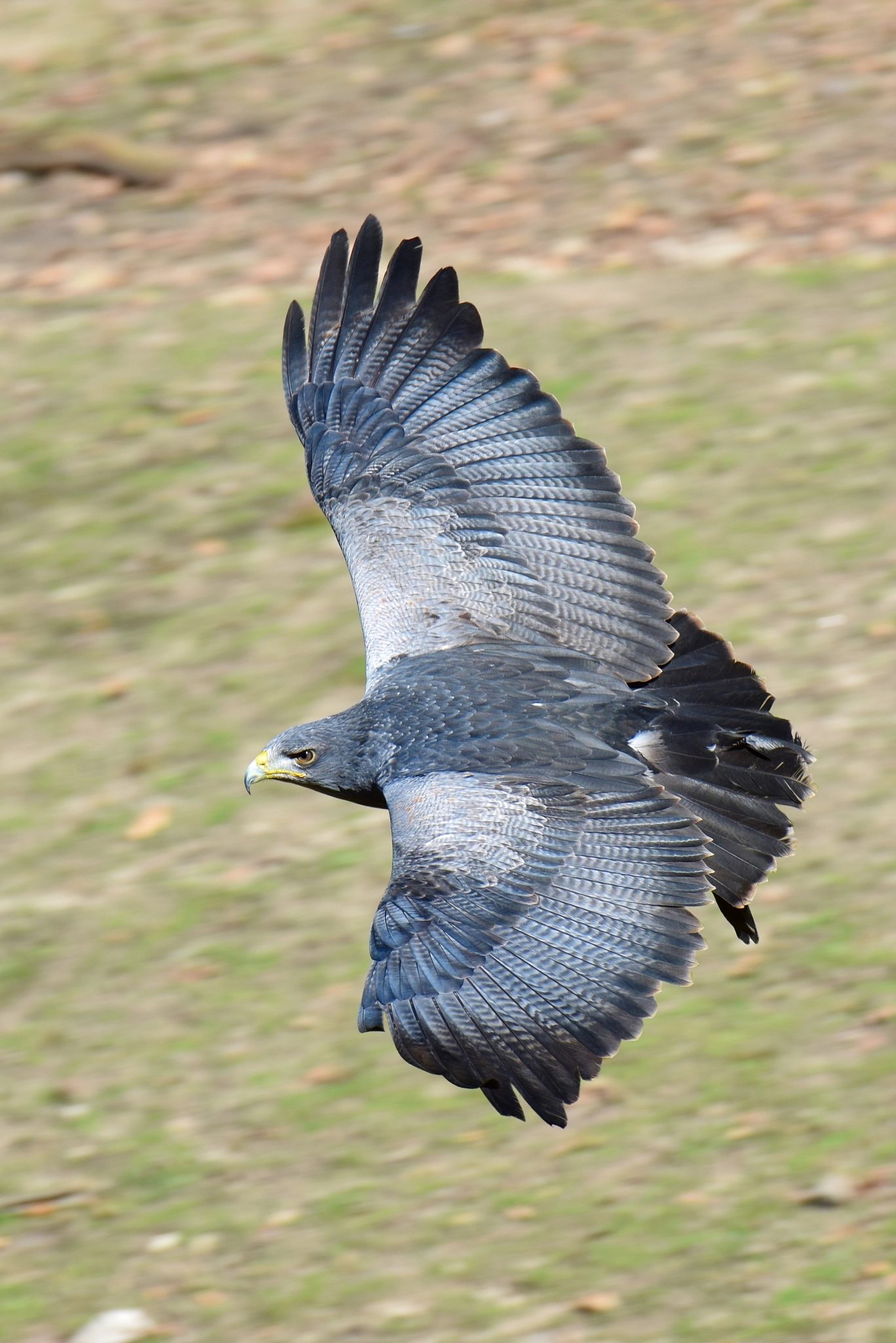 Grey Eagle by Sven G - Photo 257786131 / 500px