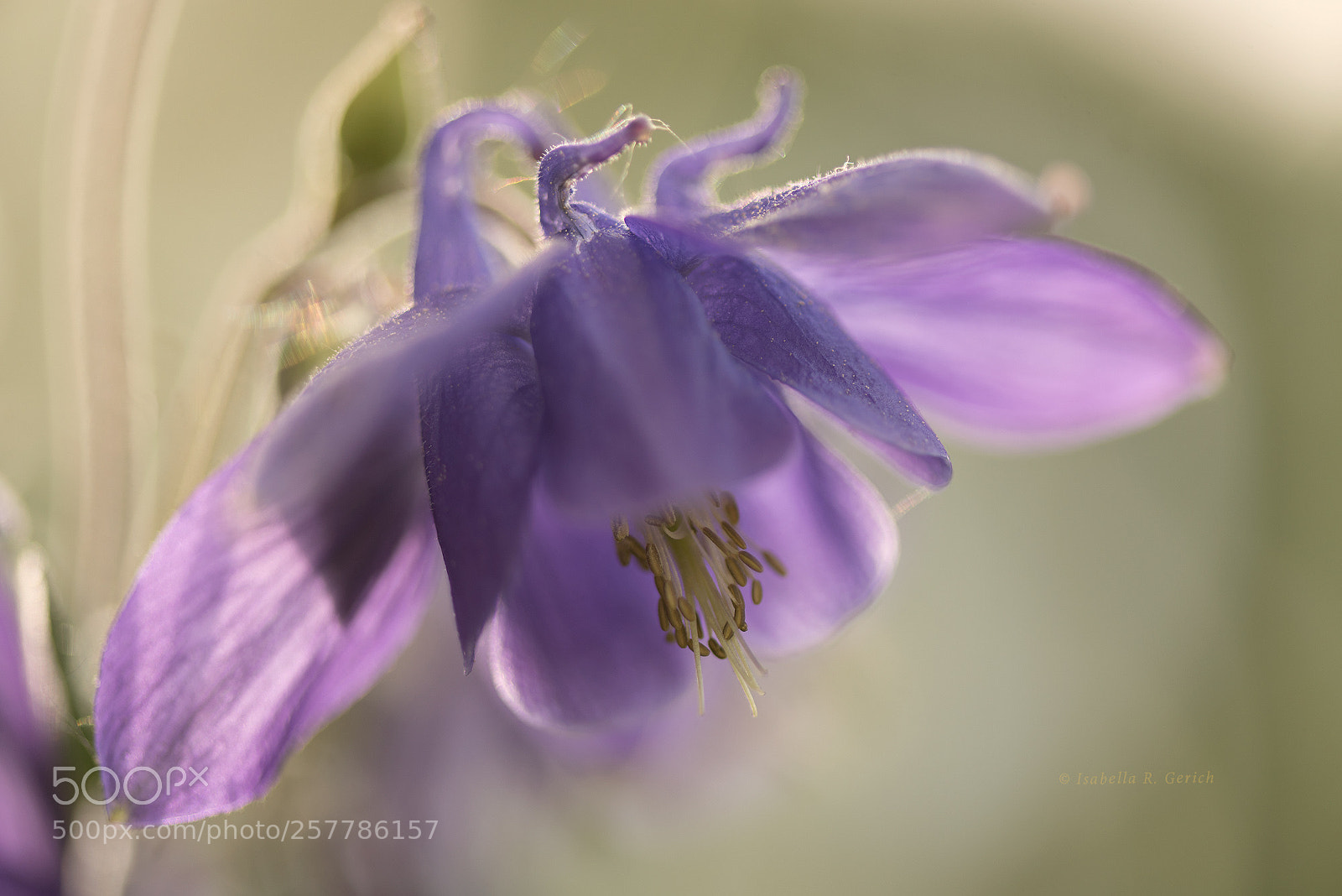 Nikon D750 sample photo. Dancing elf photography