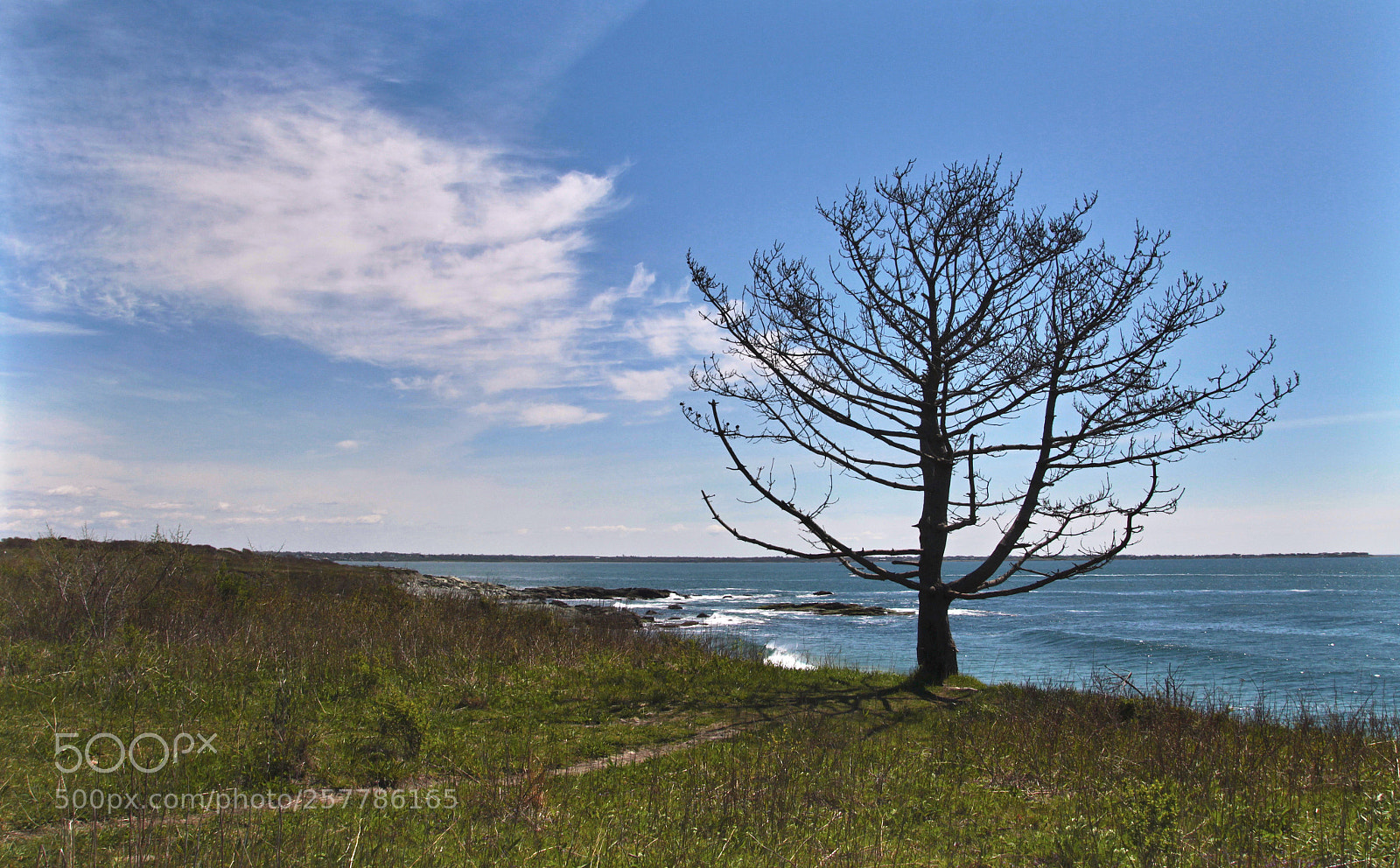 Canon EOS 550D (EOS Rebel T2i / EOS Kiss X4) sample photo. Lonley tree photography