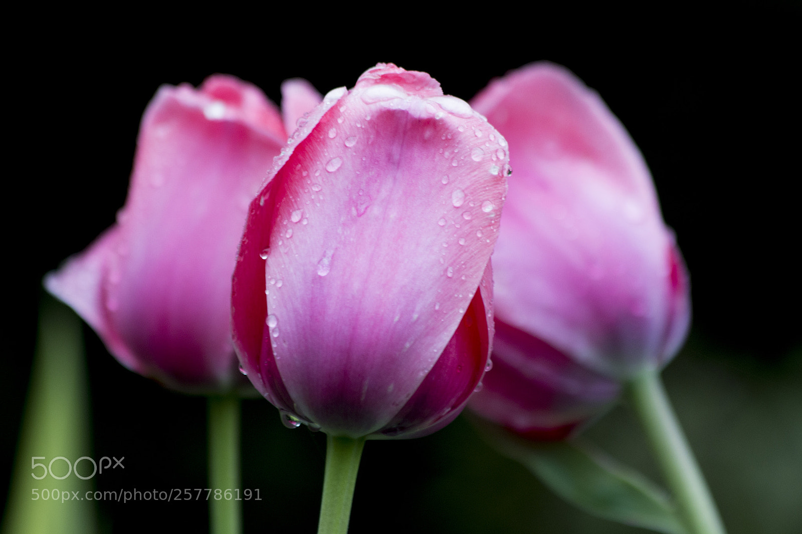 Canon EOS 70D sample photo. Spring tulips photography