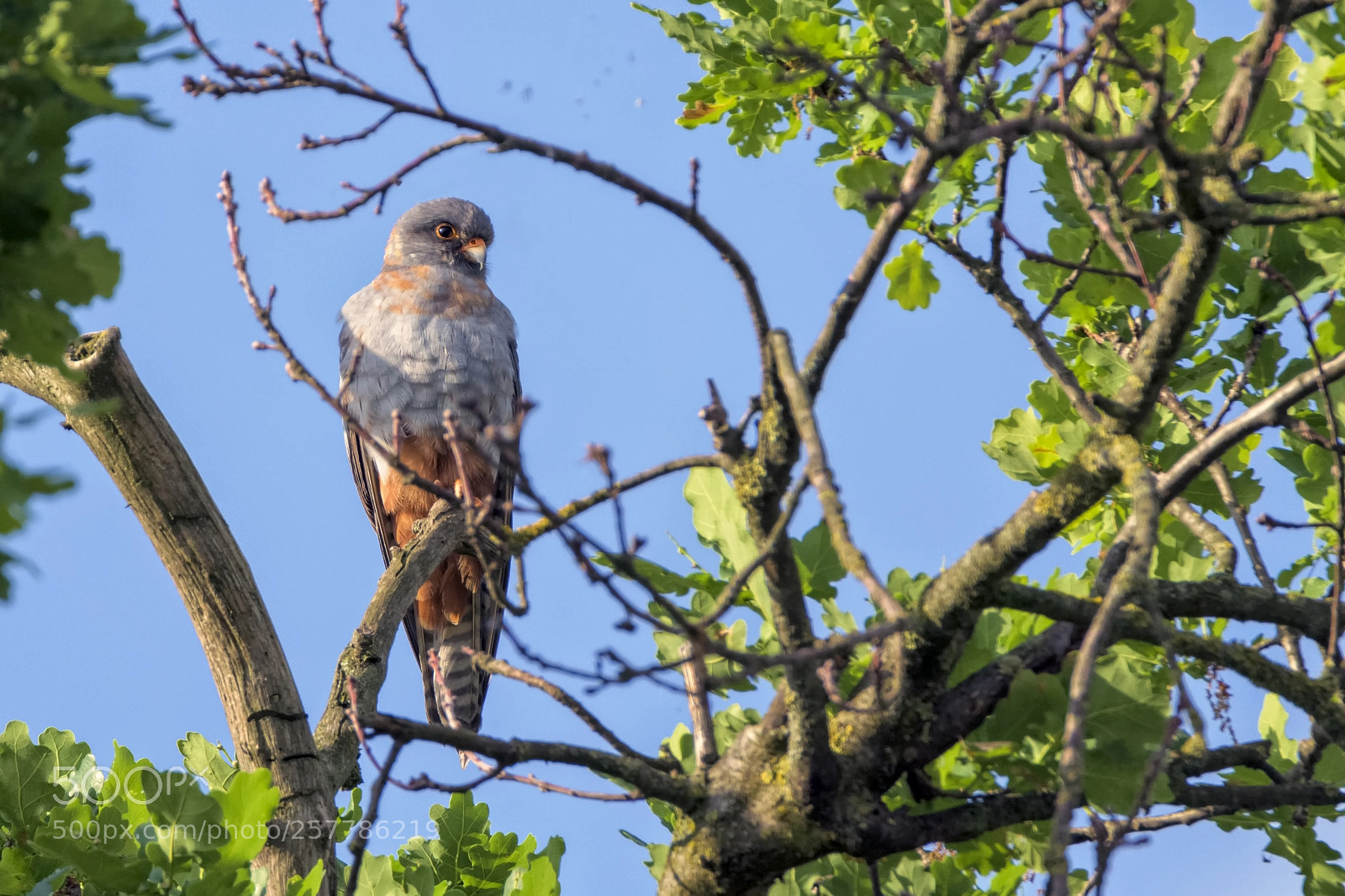 Nikon D7200 sample photo. Red-footed falcon photography