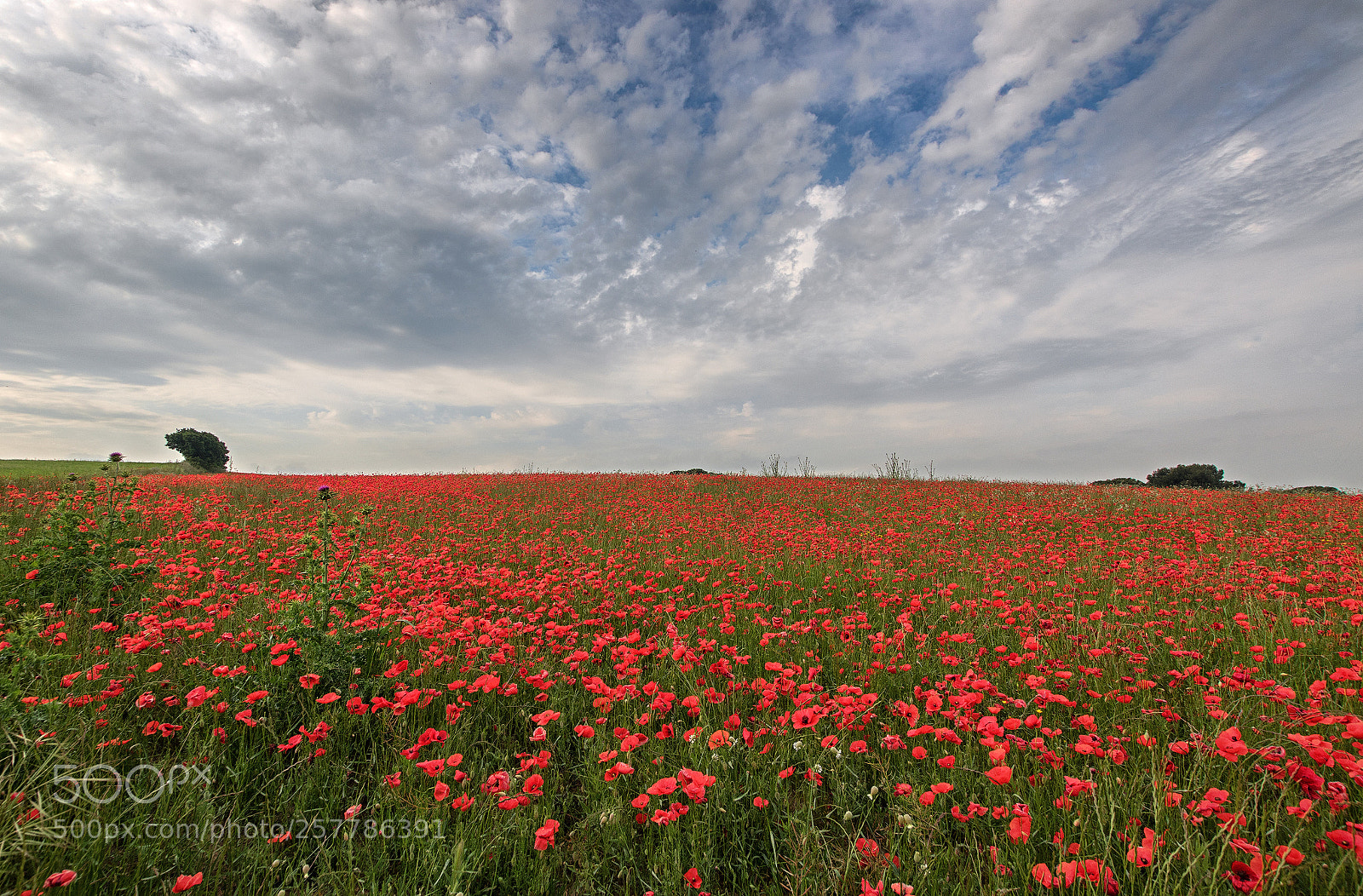 Canon EOS 7D Mark II sample photo. Poppies photography