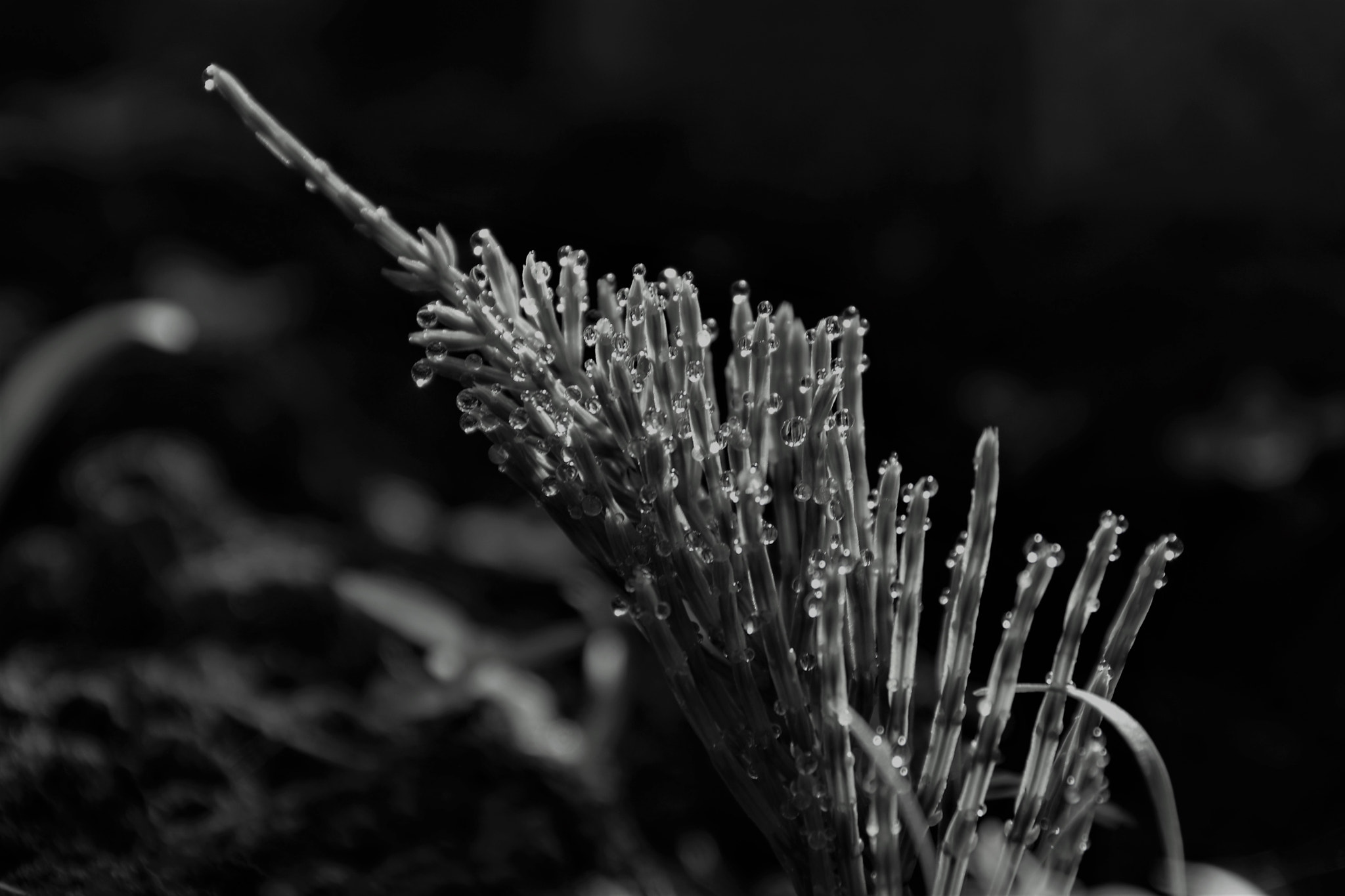 Nikon D5200 sample photo. Dew drops photography