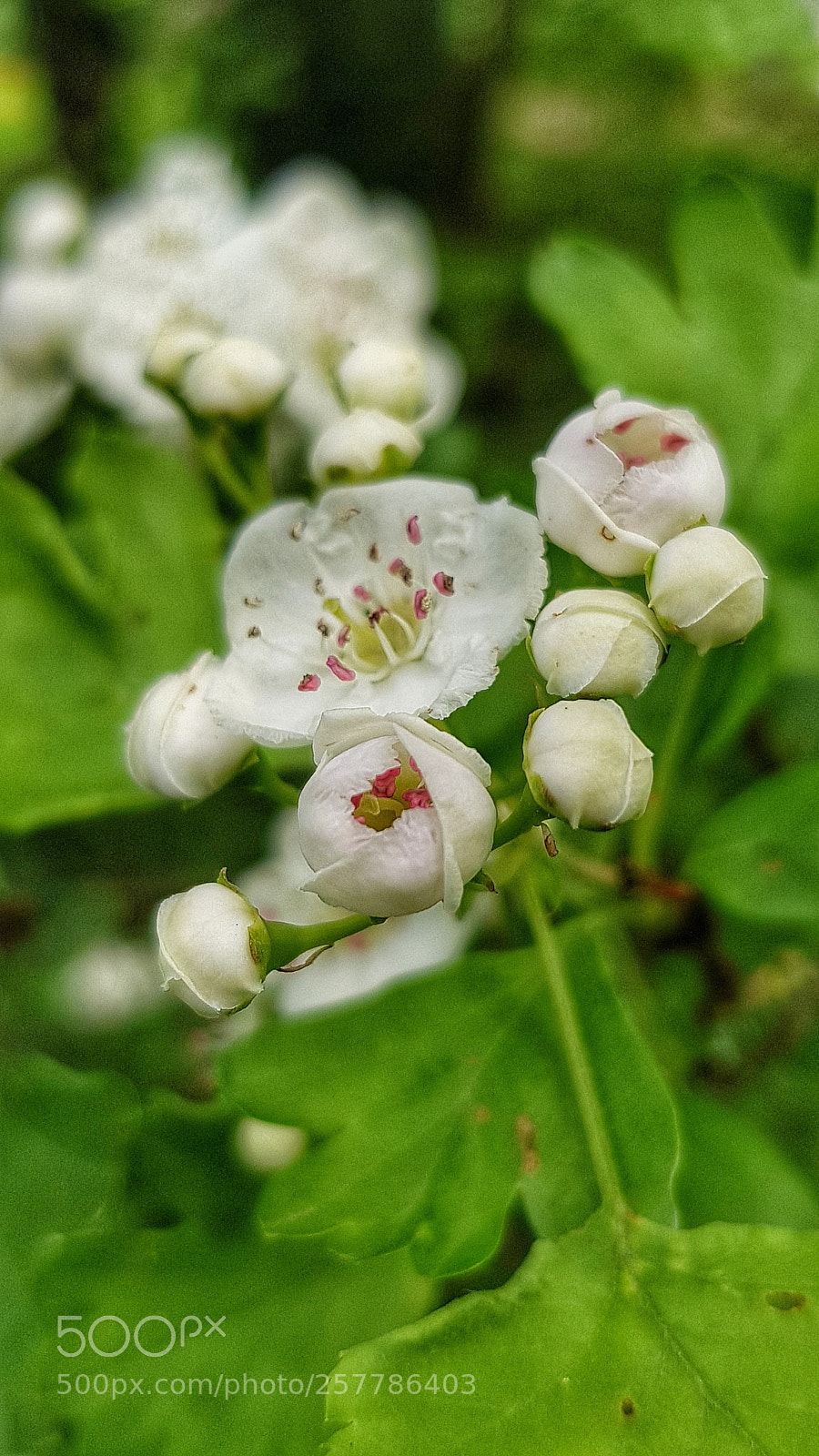 Samsung Galaxy S8+ sample photo. Hidden beauty all around photography
