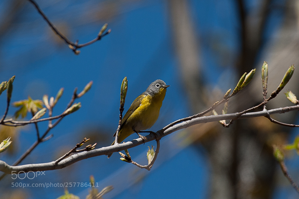 Nikon D700 sample photo. Nashville warbler photography