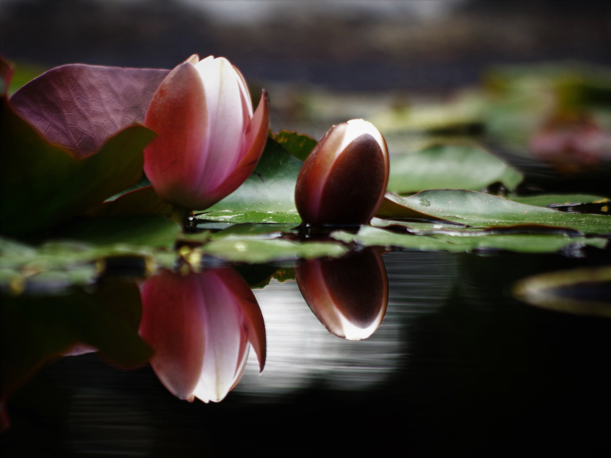 Pentax K-50 sample photo. Birth of light photography