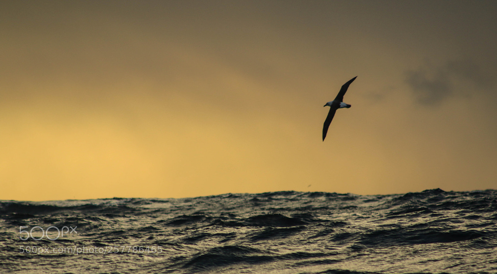 Canon EOS 7D Mark II sample photo. Mollymork at dusk photography