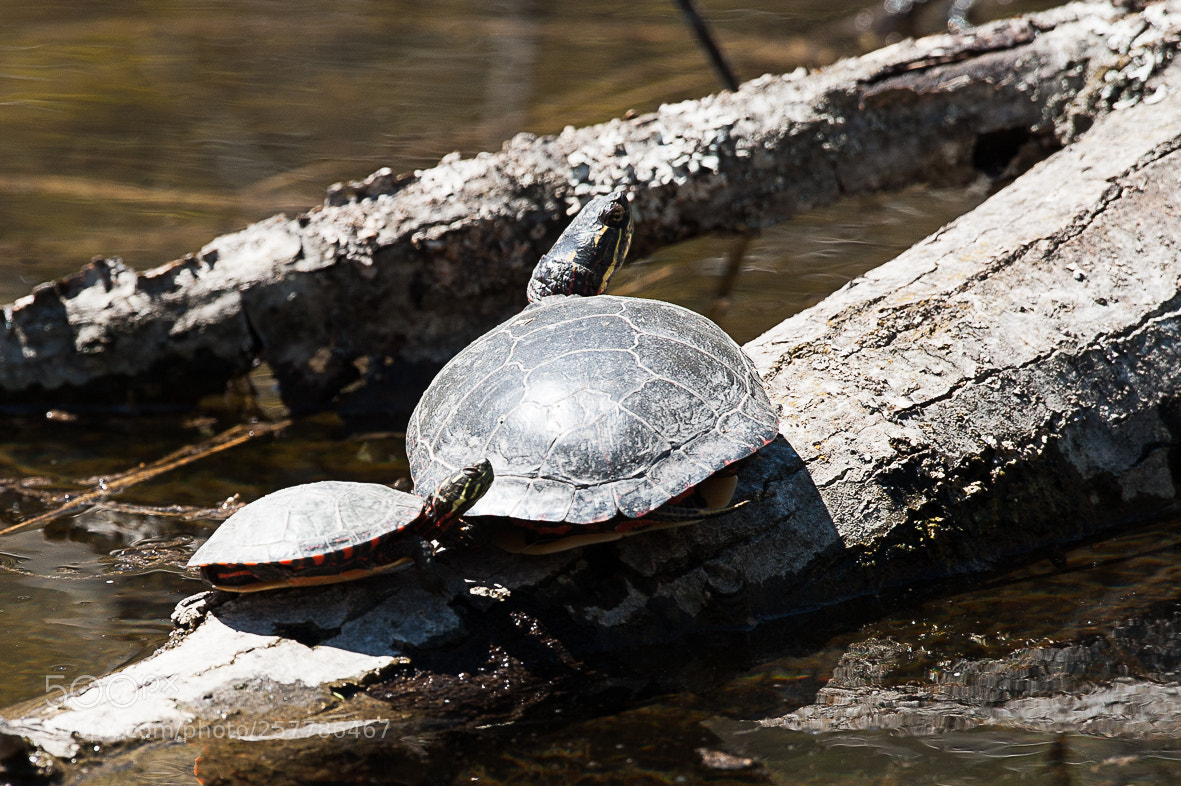 Nikon D700 sample photo. Turtles resting on a photography