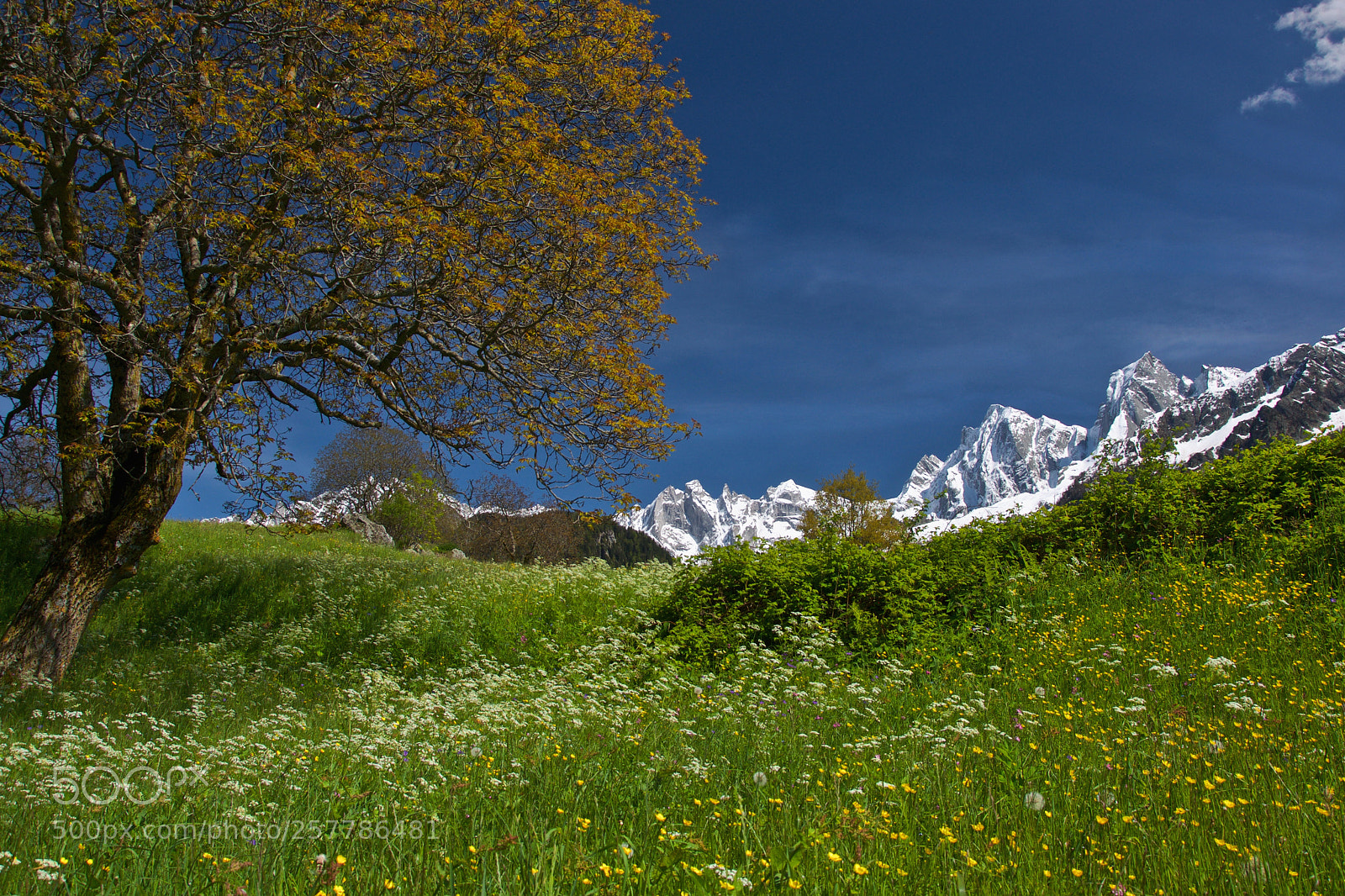 Nikon D90 sample photo. Primavera in bregaglia (soglio) photography