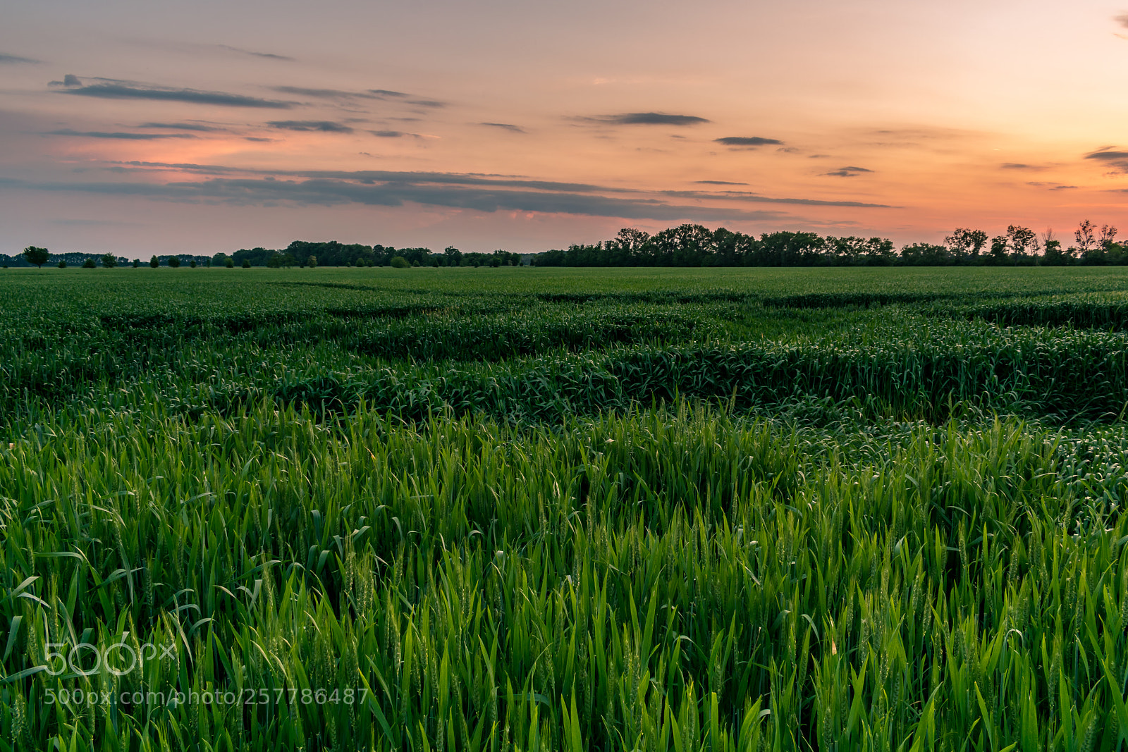 Nikon D3300 sample photo. Wheat field in sunset photography