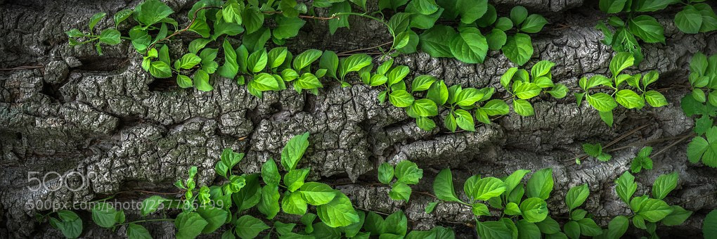 Sony a7 sample photo. Wood photography