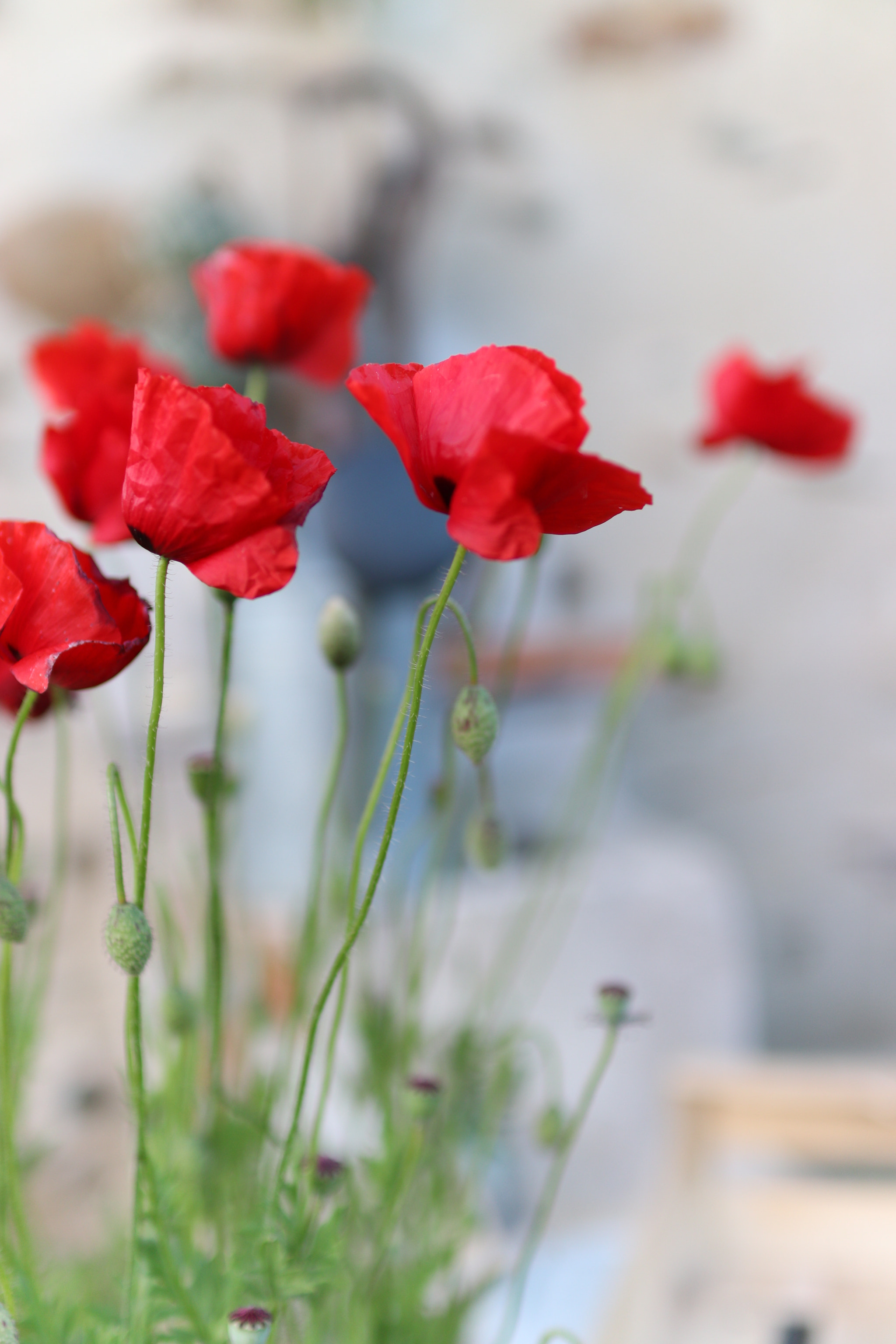 Sigma 30mm F1.4 EX DC HSM sample photo. Coquelicot photography