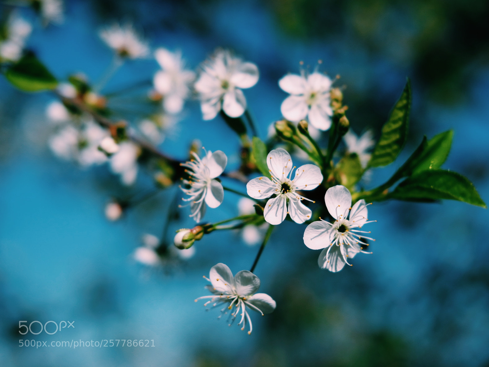 Fujifilm X-T1 sample photo. Plum photography