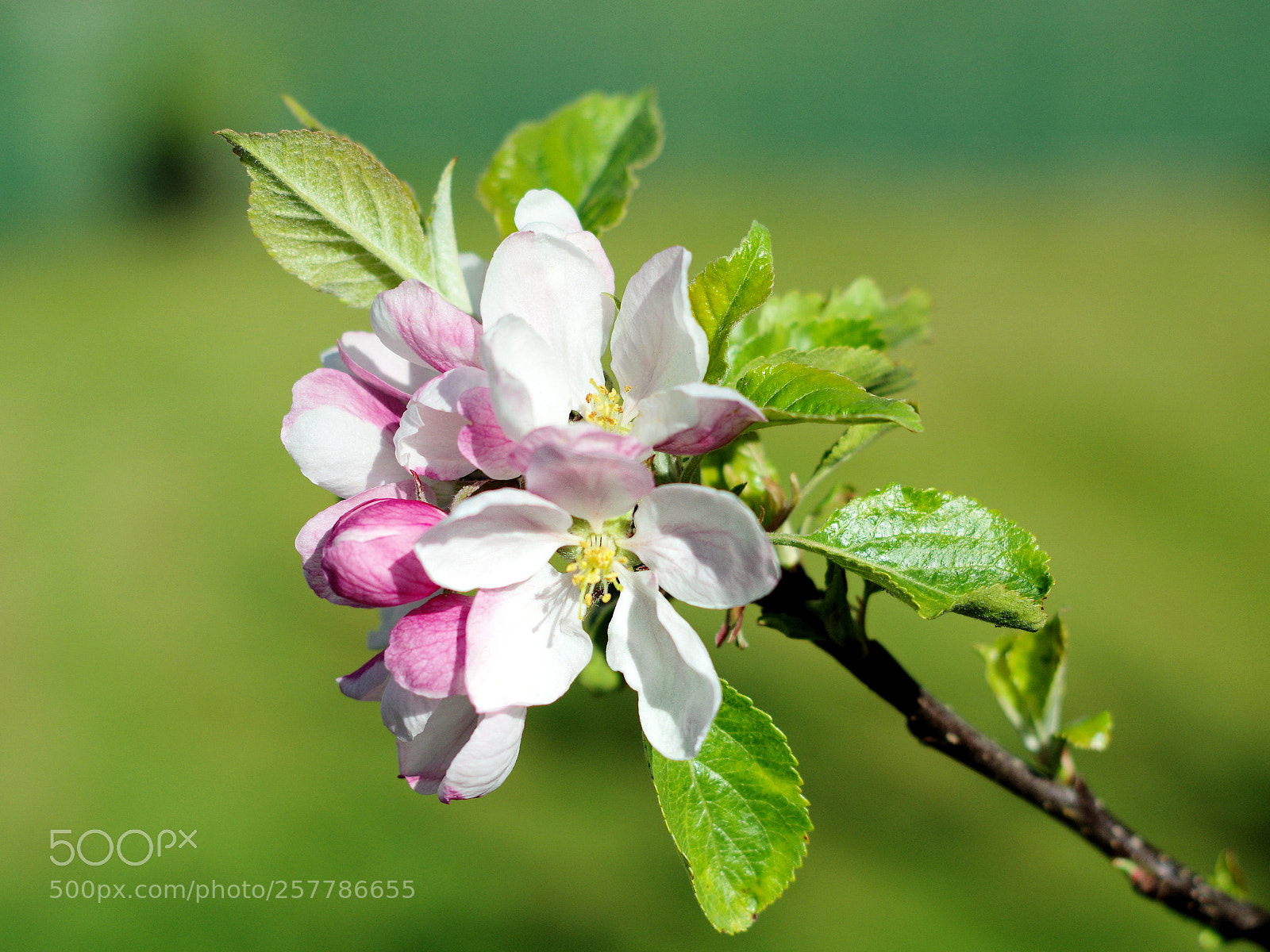 Pentax K-3 sample photo. Apple blossom today photography