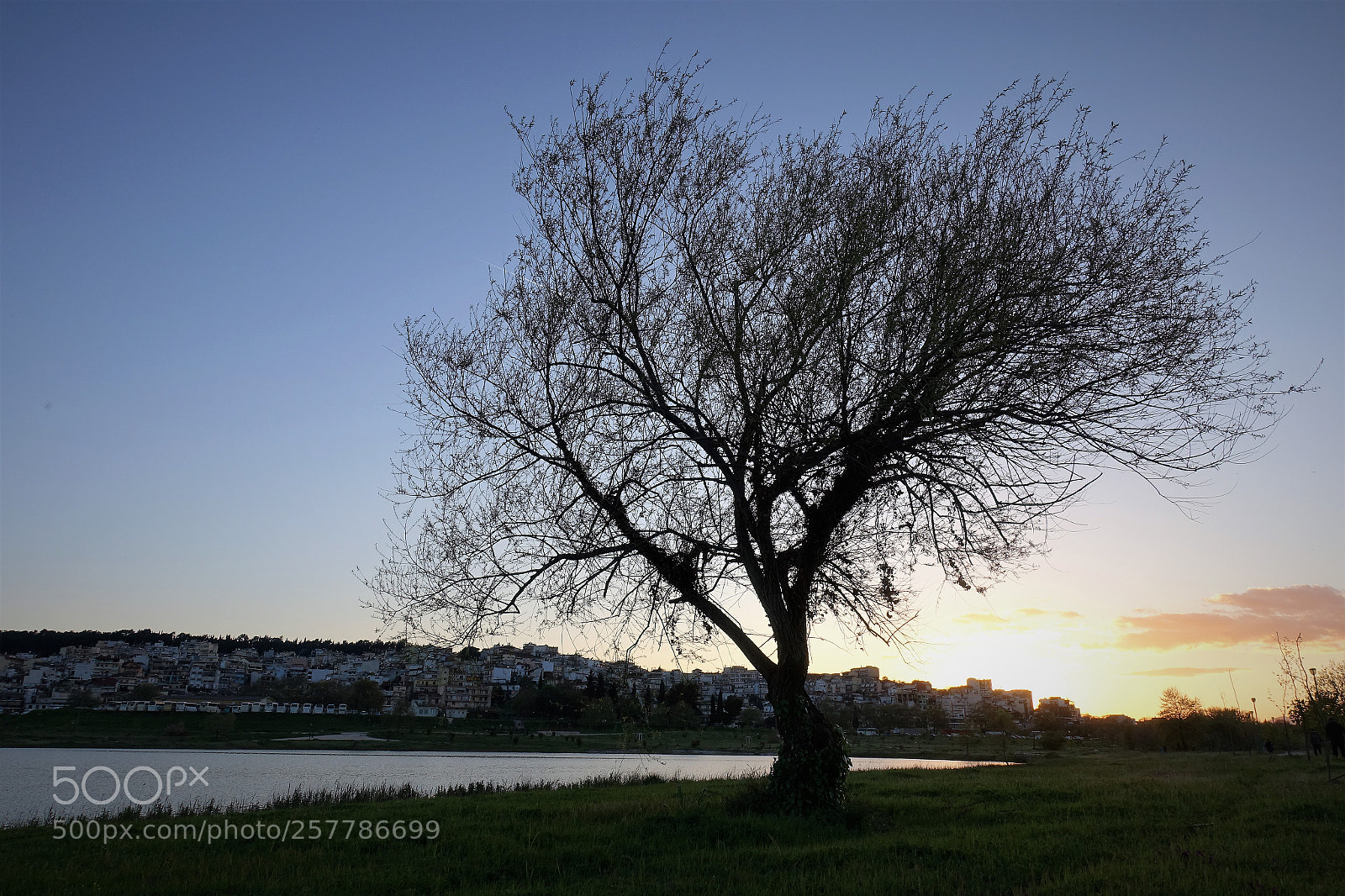 Sony Cyber-shot DSC-RX100 III sample photo. Tree in sunset photography