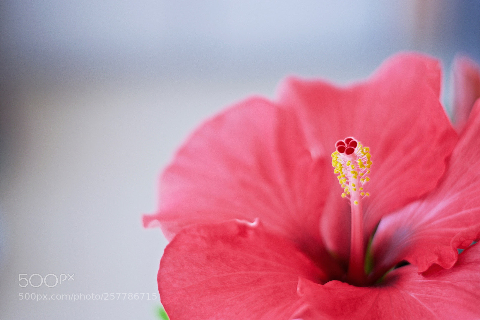Nikon D5300 sample photo. Ibiscus photography