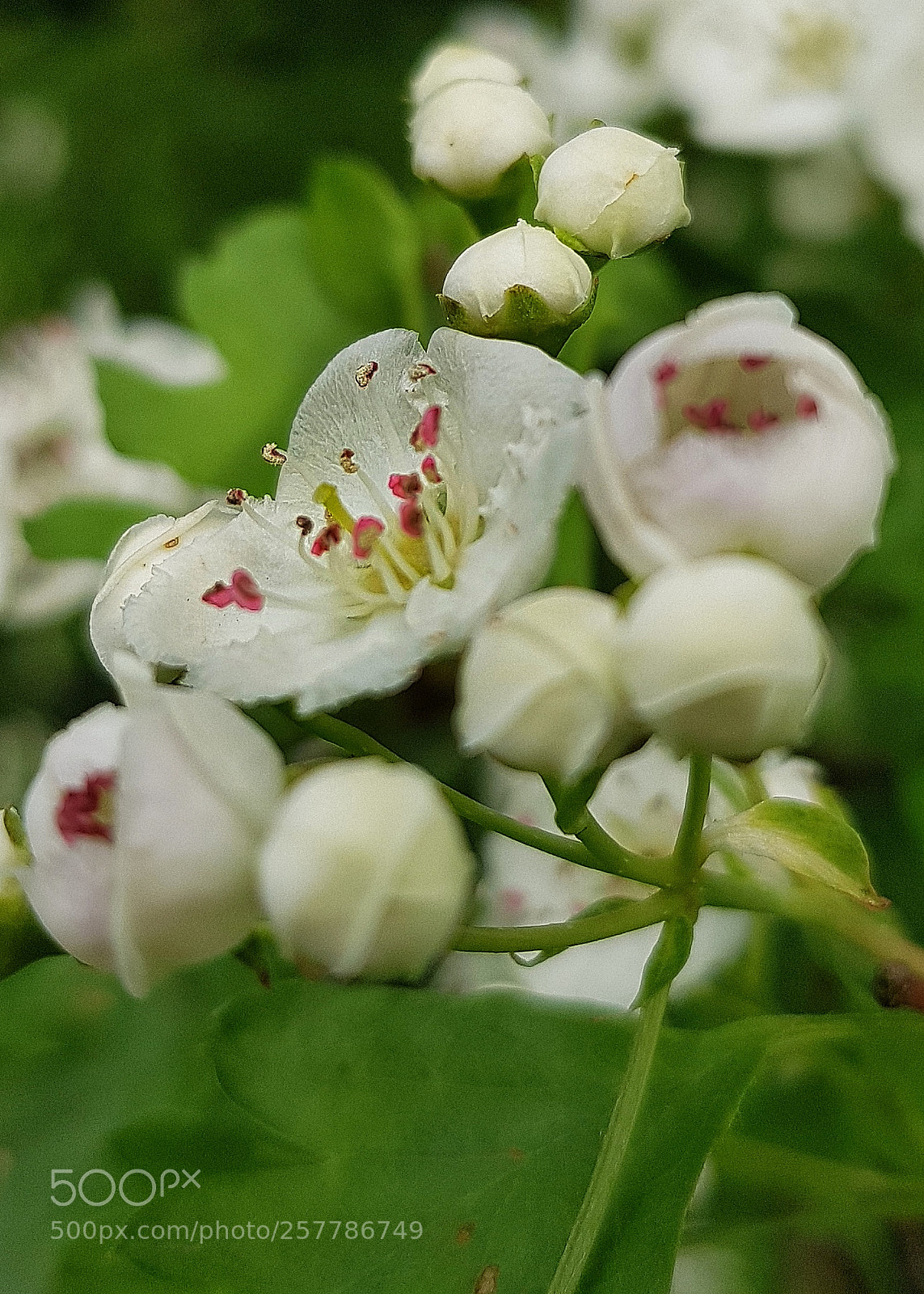 Samsung Galaxy S8+ sample photo. Dainty photography
