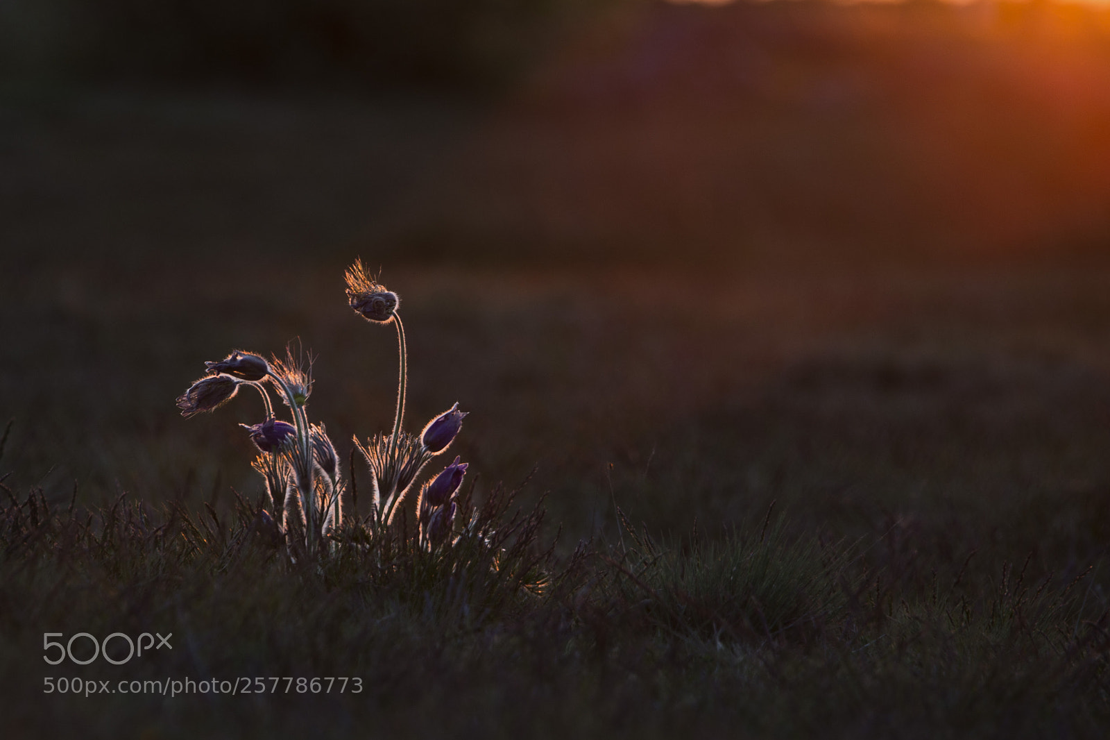 Nikon D610 sample photo. End of the day photography