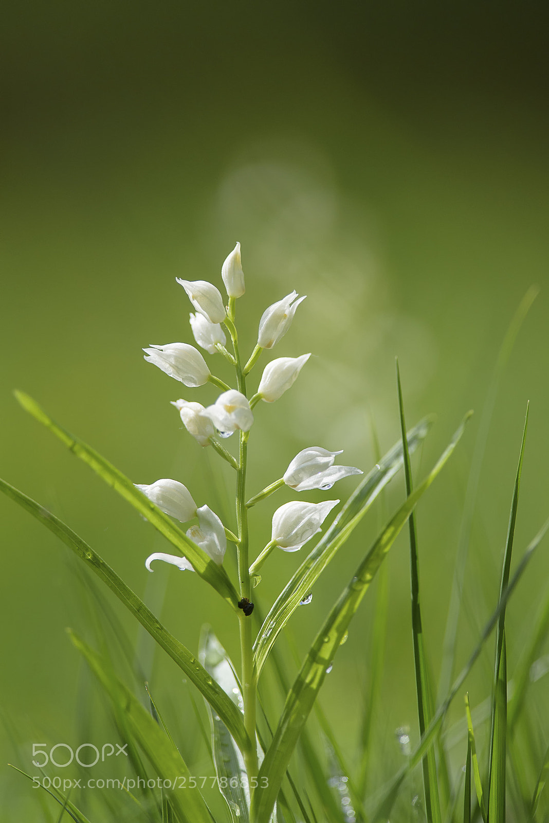 Nikon D750 sample photo. White beauty photography