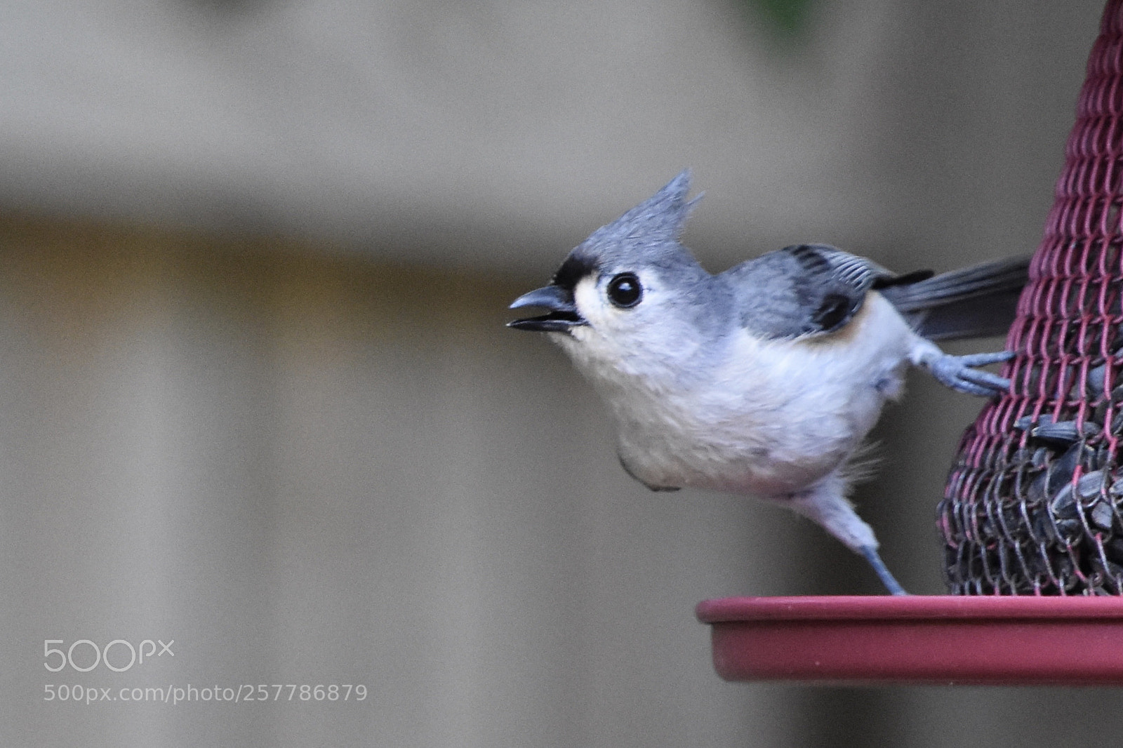 Nikon D7200 sample photo. Tufted titmouse photography