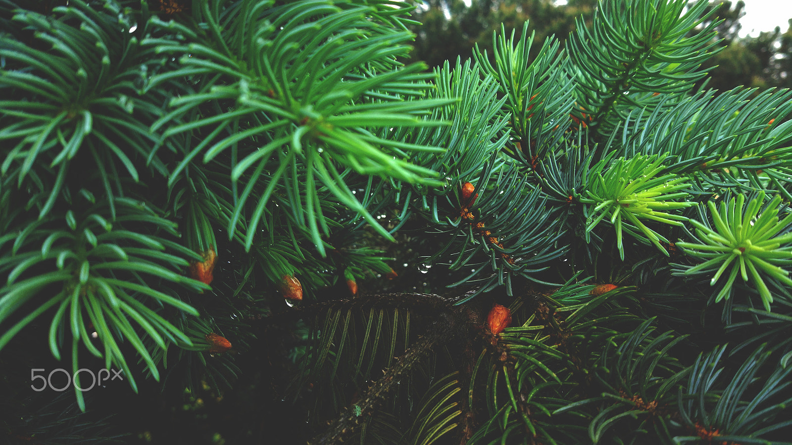 Xiaomi MI 5 sample photo. Rainy mood & pine photography