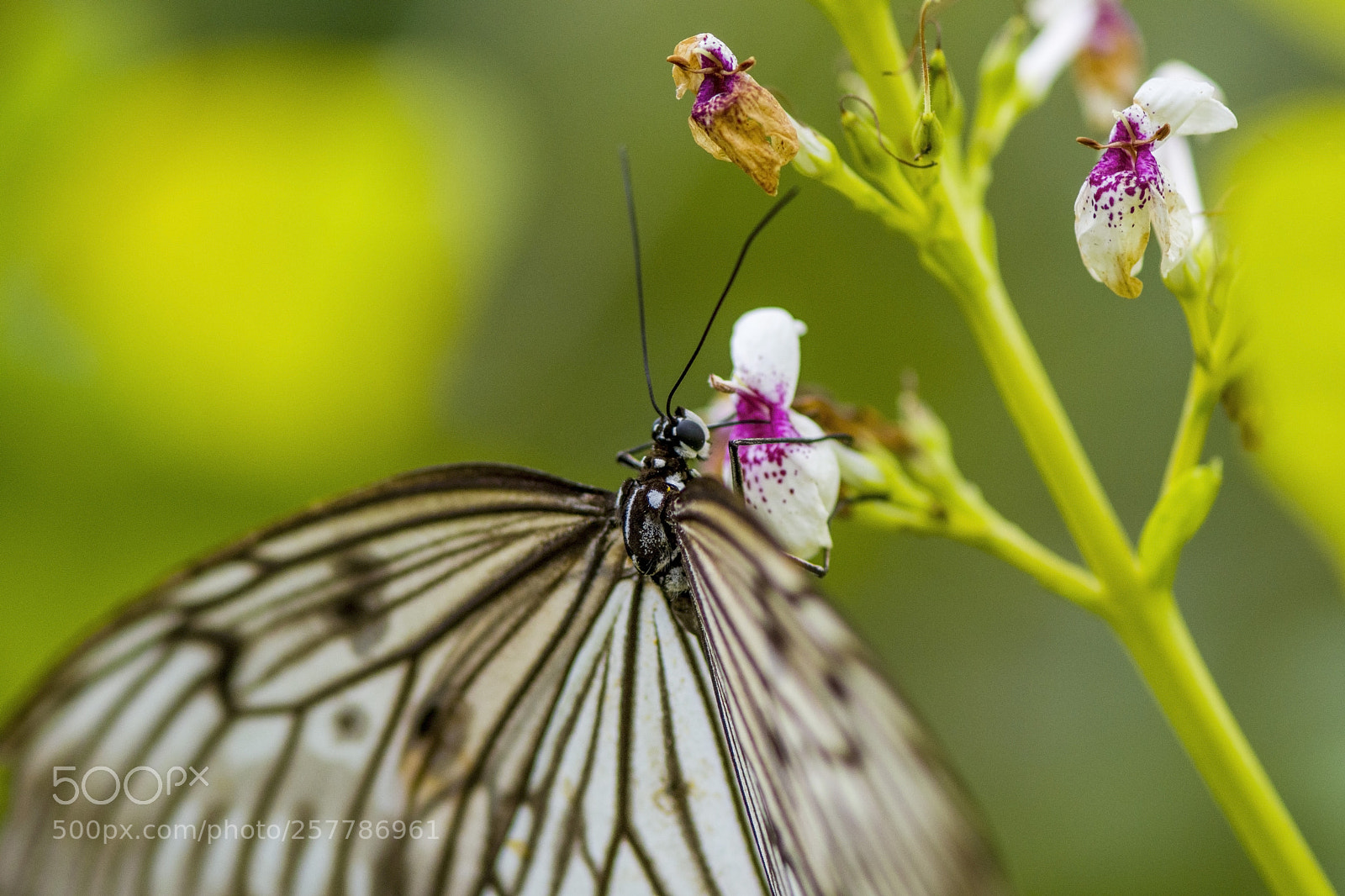 Nikon D500 sample photo. Butterfly photography