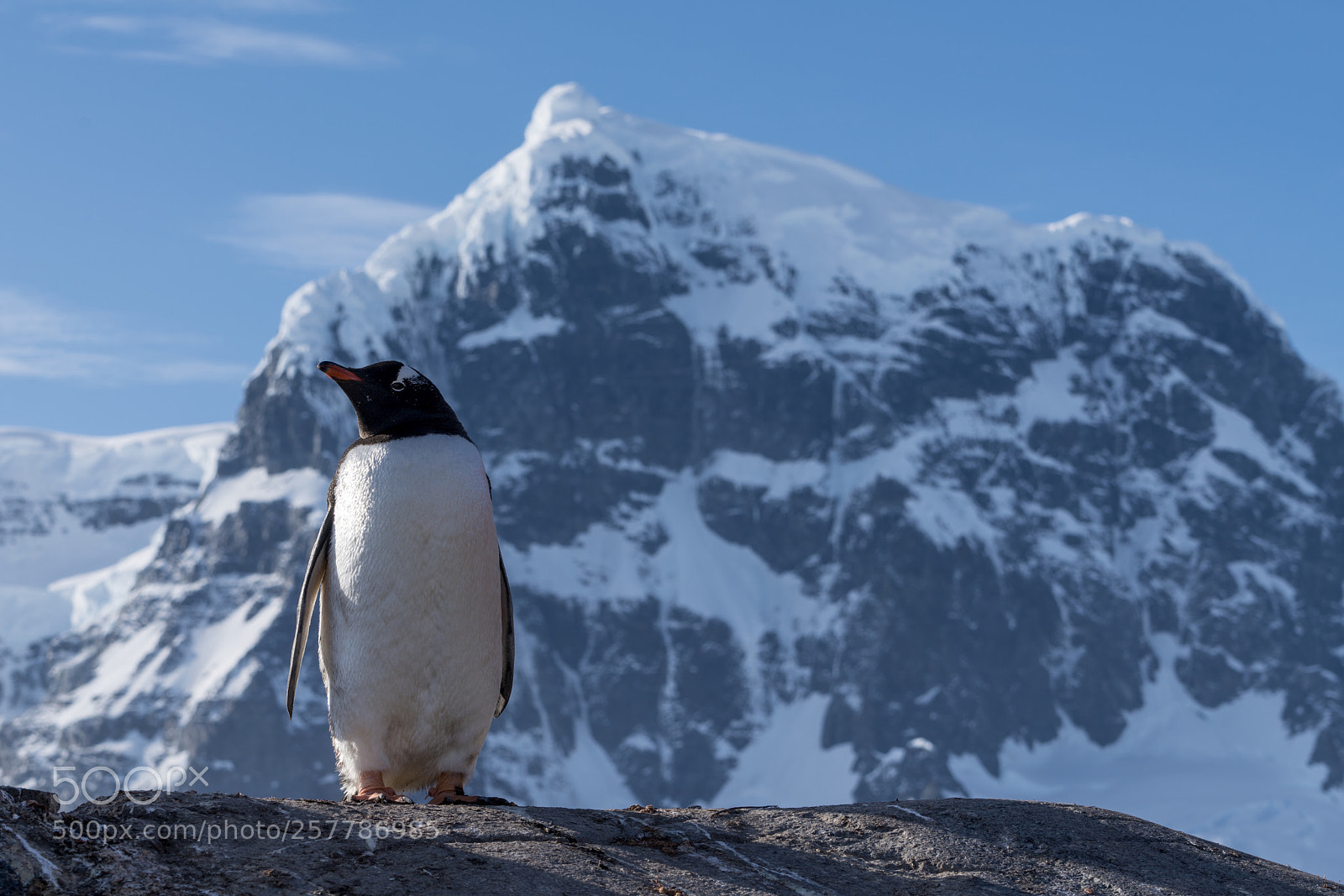 Sony a7R II sample photo. Port lockroy  photography