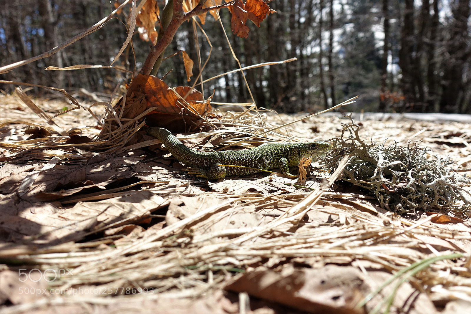 Sony Cyber-shot DSC-RX100 III sample photo. Lixzard photography