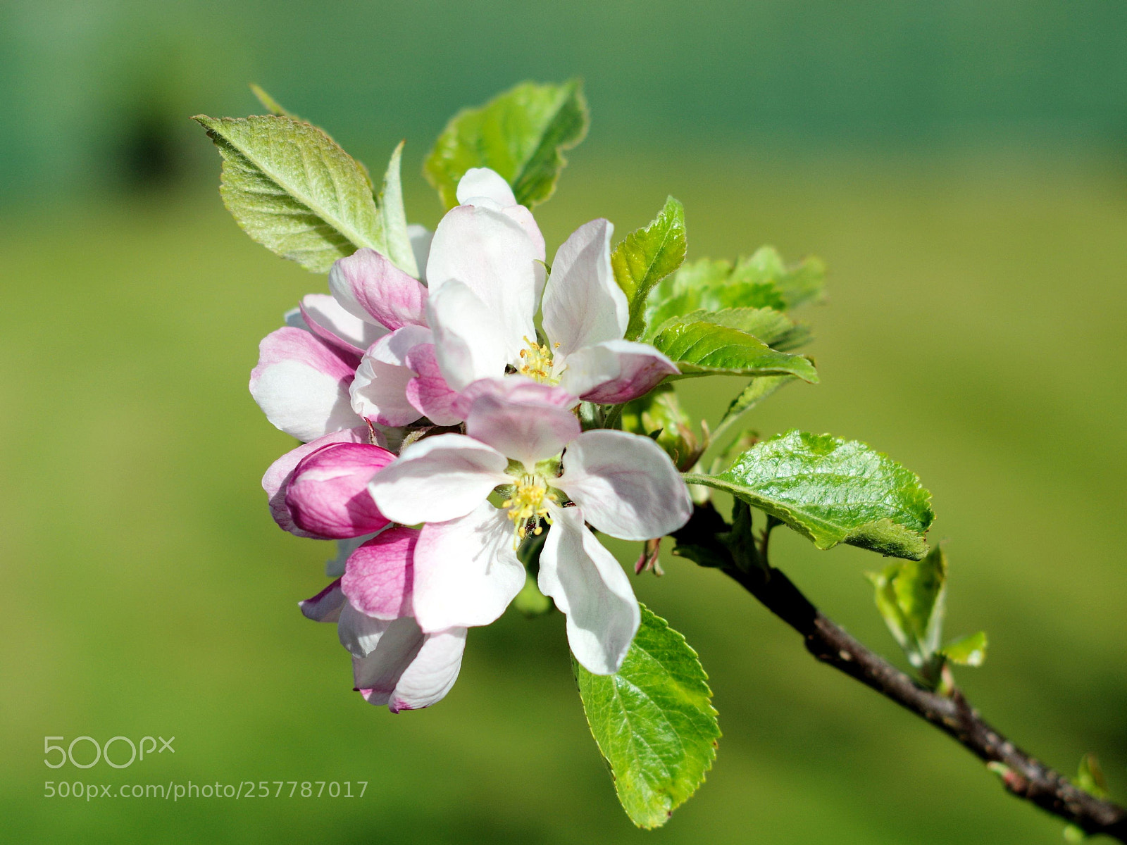Pentax K-3 sample photo. Apple blossom photography