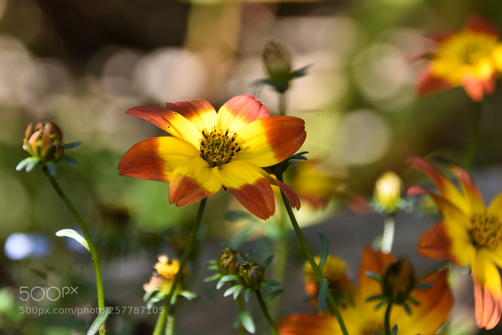 Nikon D7200 sample photo. Summer photography