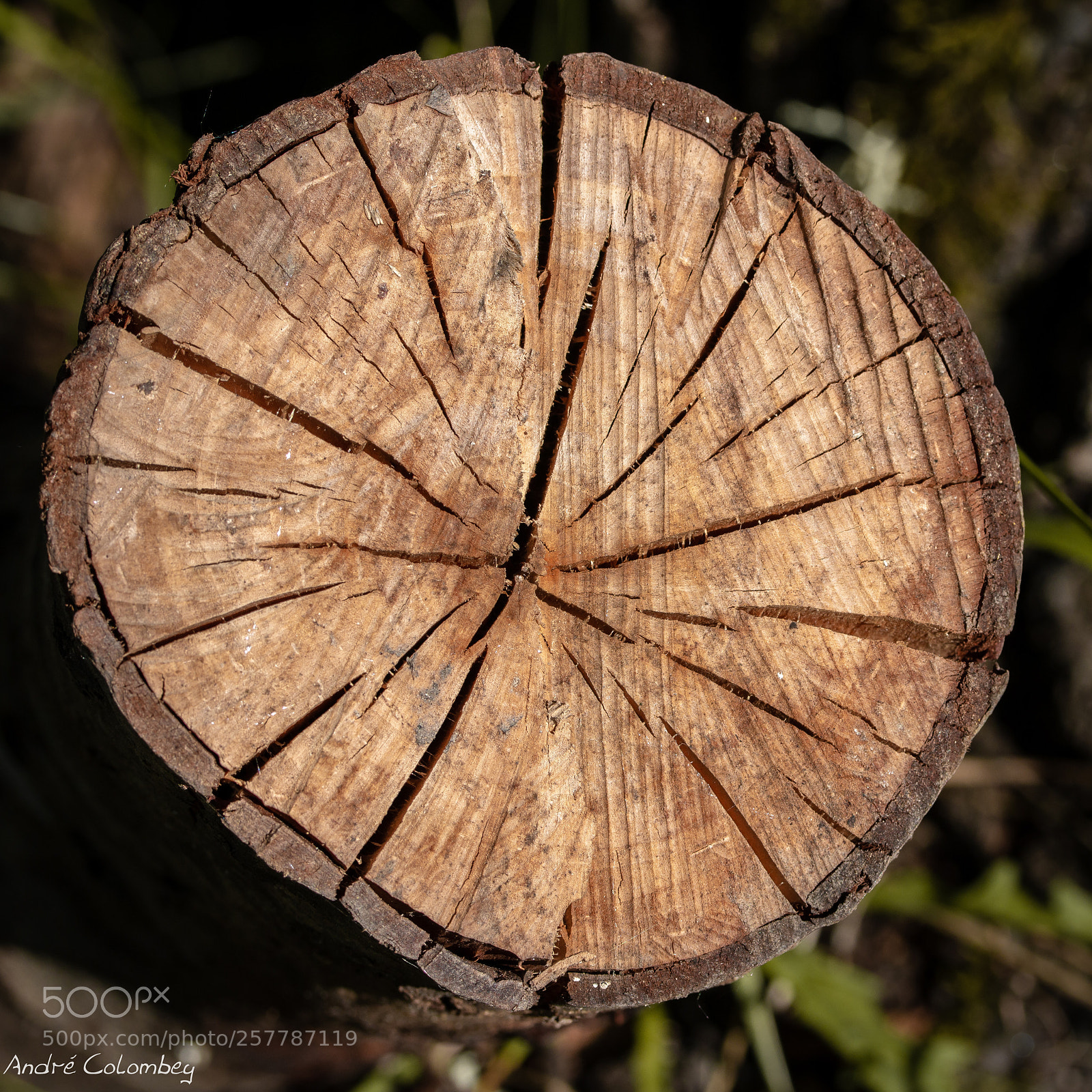 Canon EOS 70D sample photo. Round wooden photography