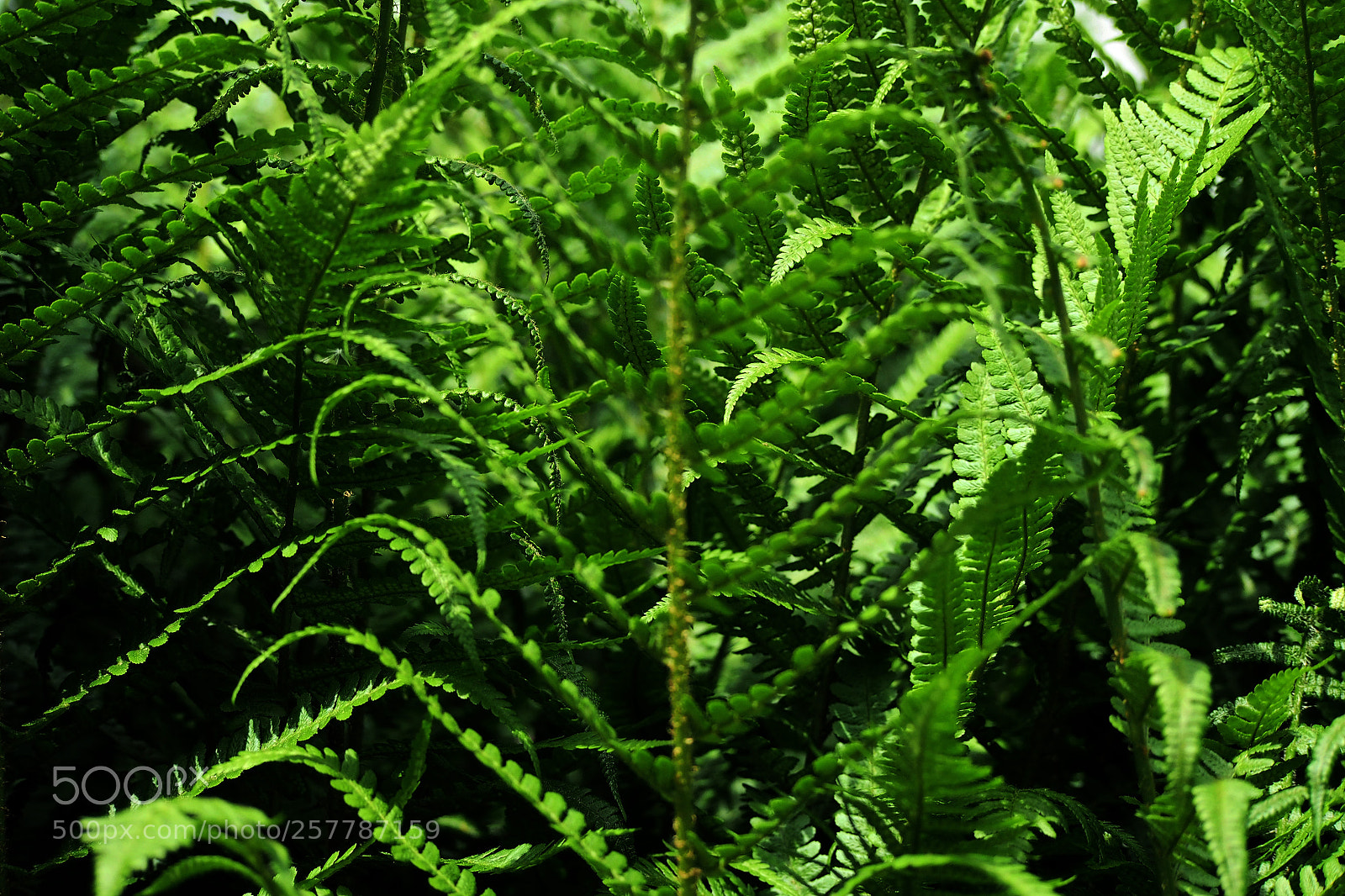 Olympus OM-D E-M5 sample photo. Fern jungle 2 photography