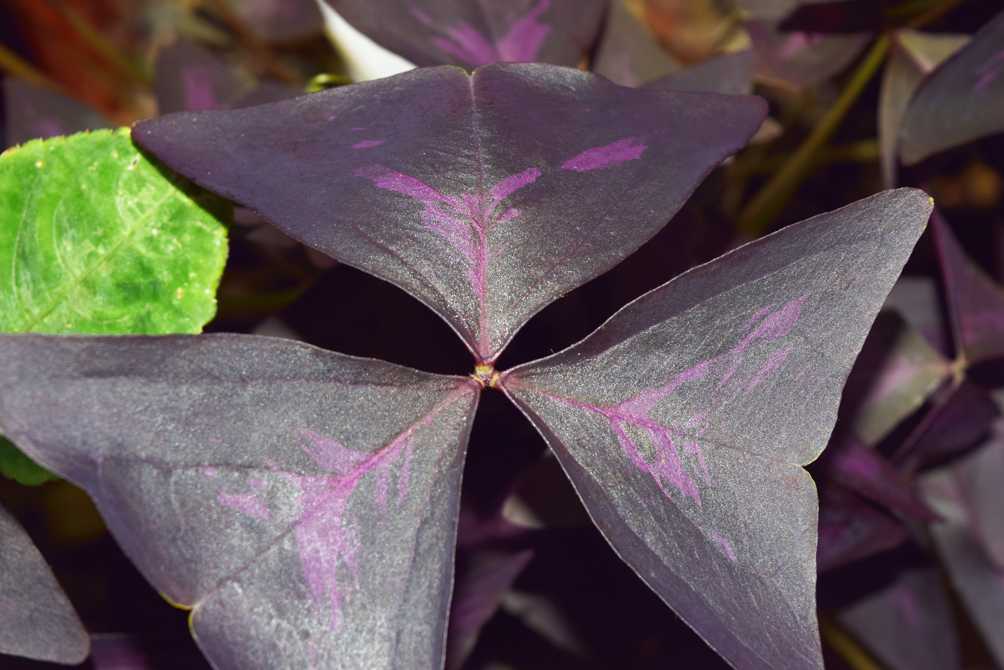 Nikon D5300 sample photo. Dark leaves photography