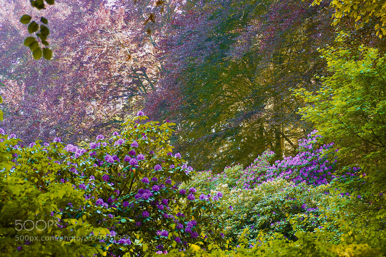 Olympus OM-D E-M5 II sample photo. Purple nature photography