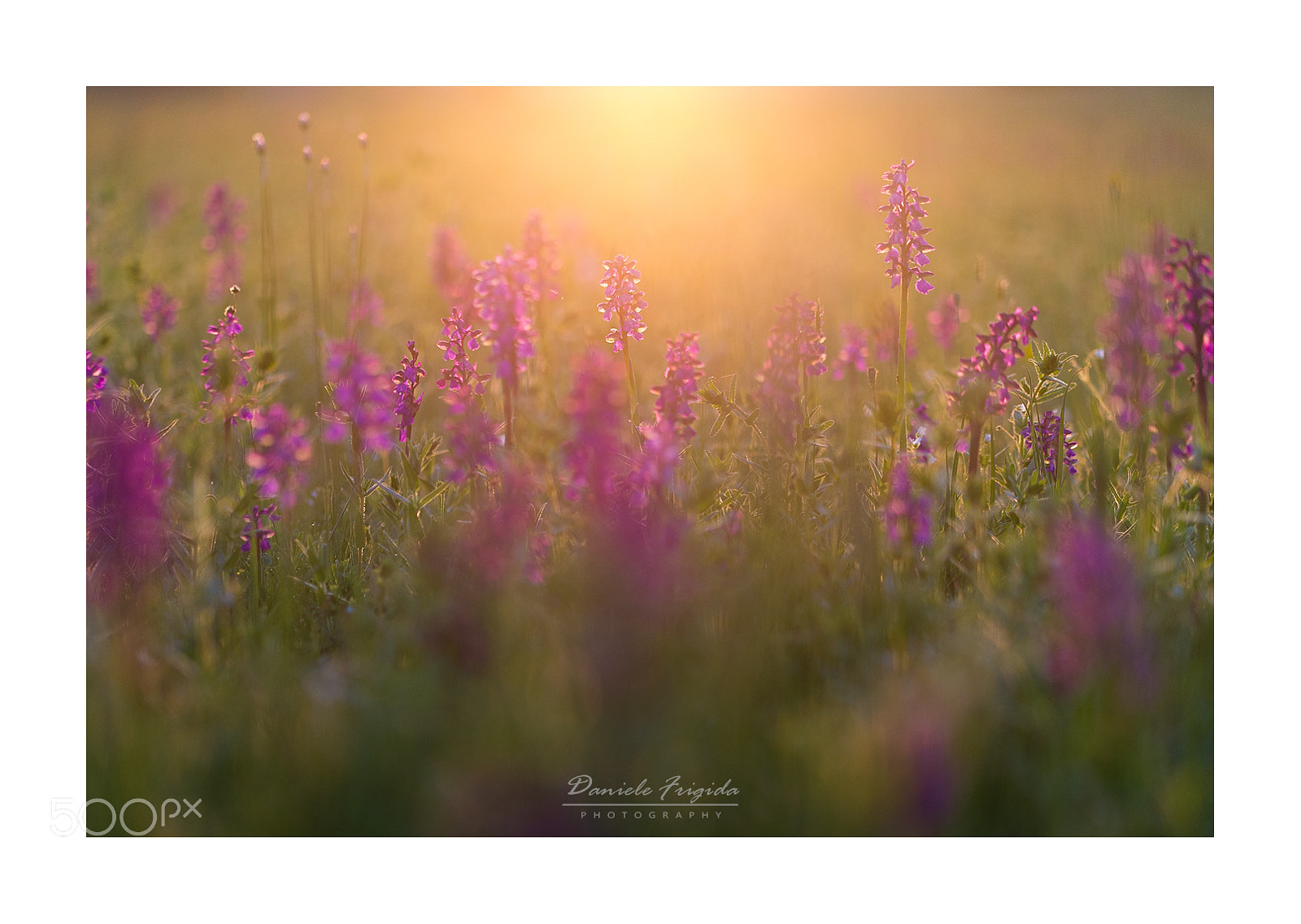 Nikon D610 sample photo. Anacamptis morio photography