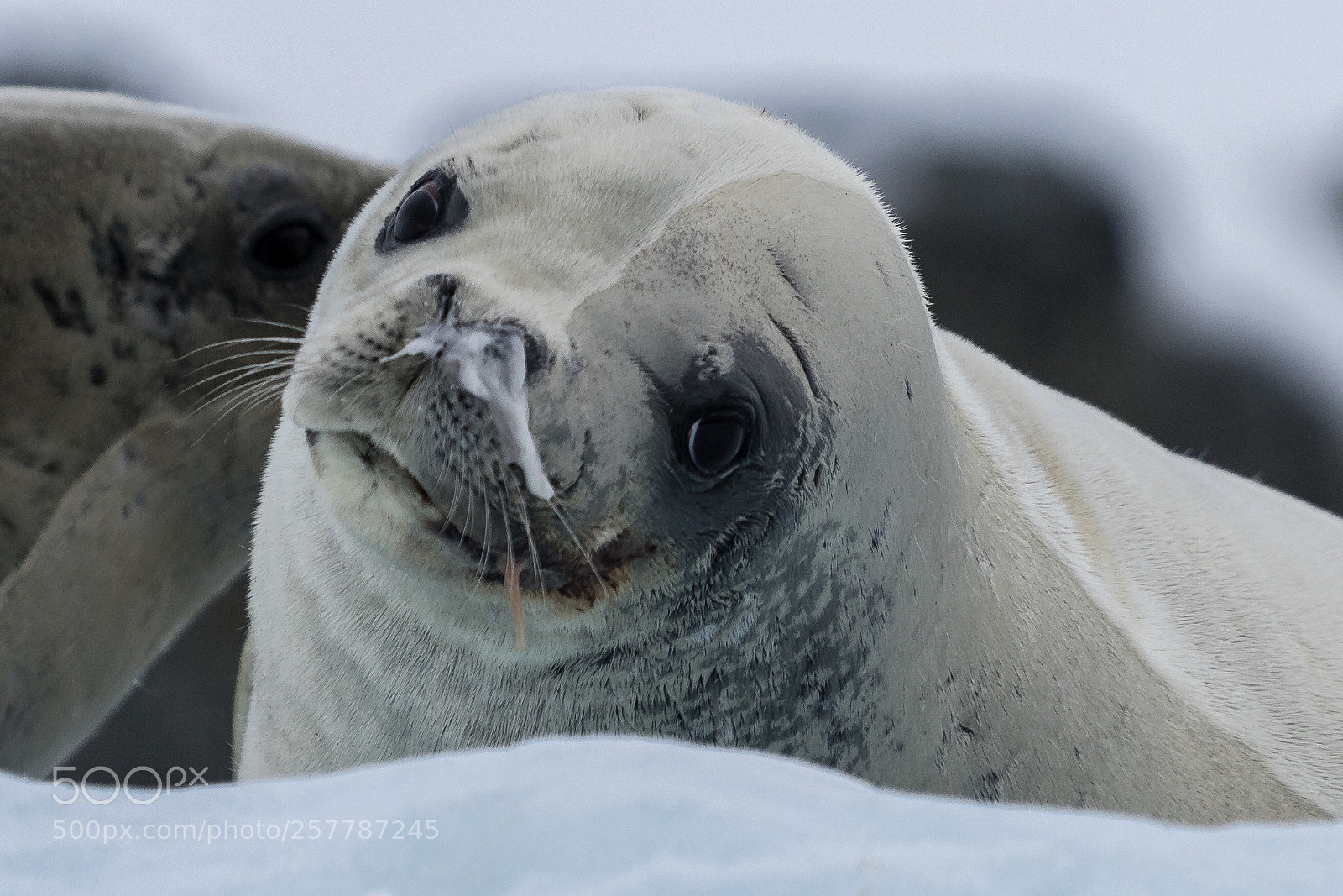 Sony a7R II sample photo. Melchior islands photography