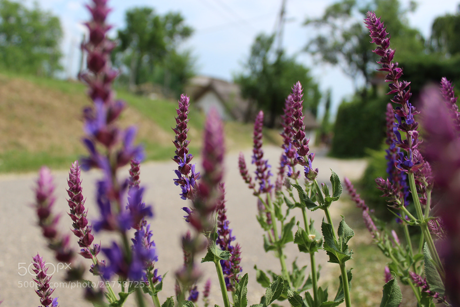 Canon EOS 1300D (EOS Rebel T6 / EOS Kiss X80) sample photo. Purple flowers photography