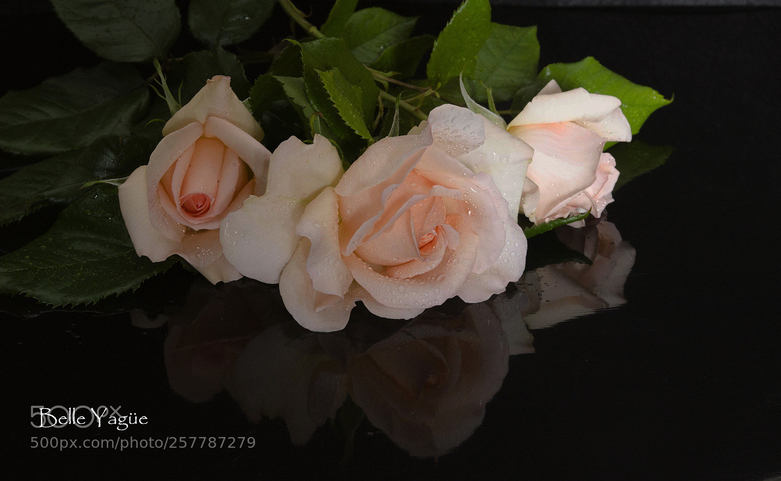Nikon D7000 sample photo. Hermosa rosa photography