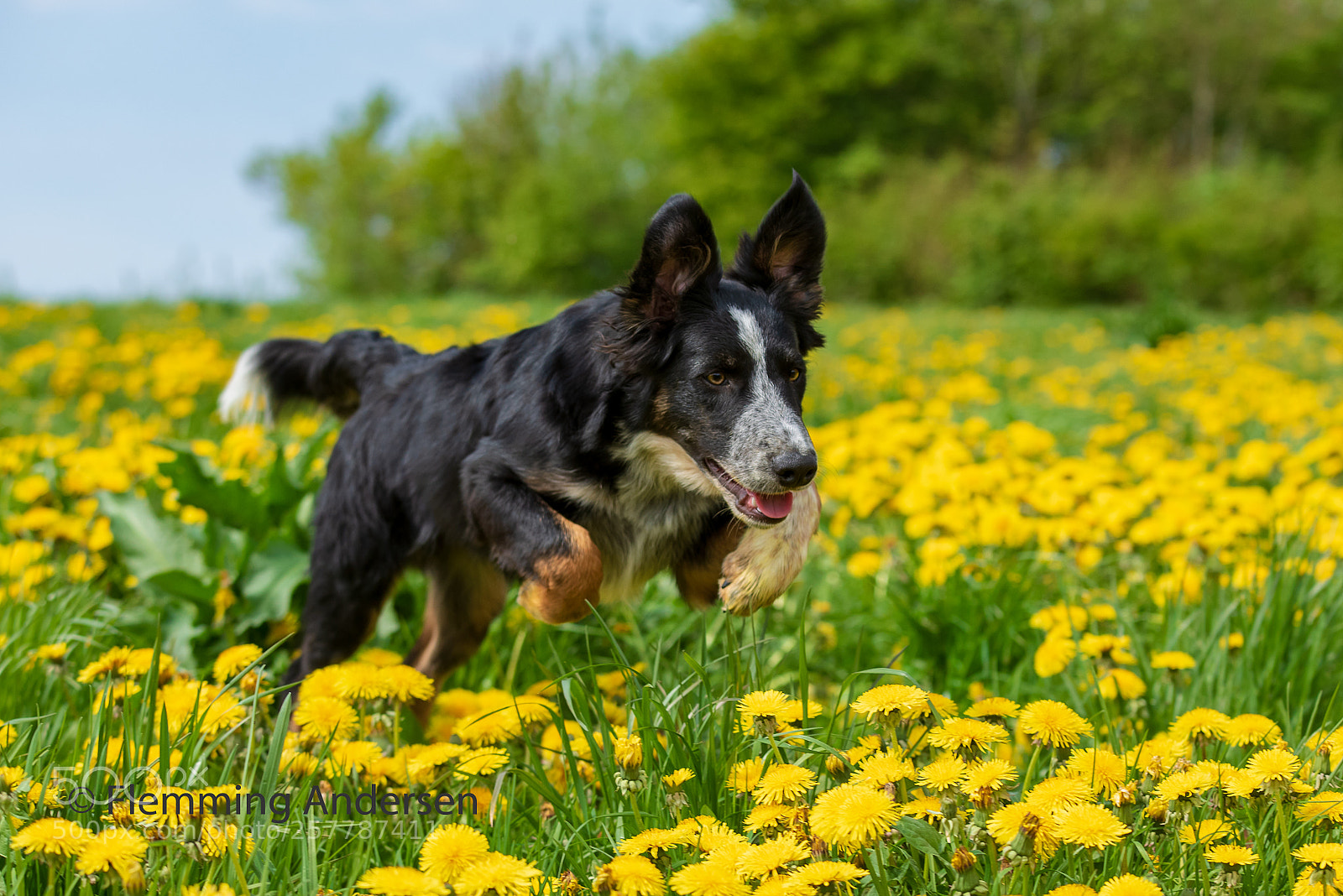 Nikon D750 sample photo. Jumping in dandelions photography