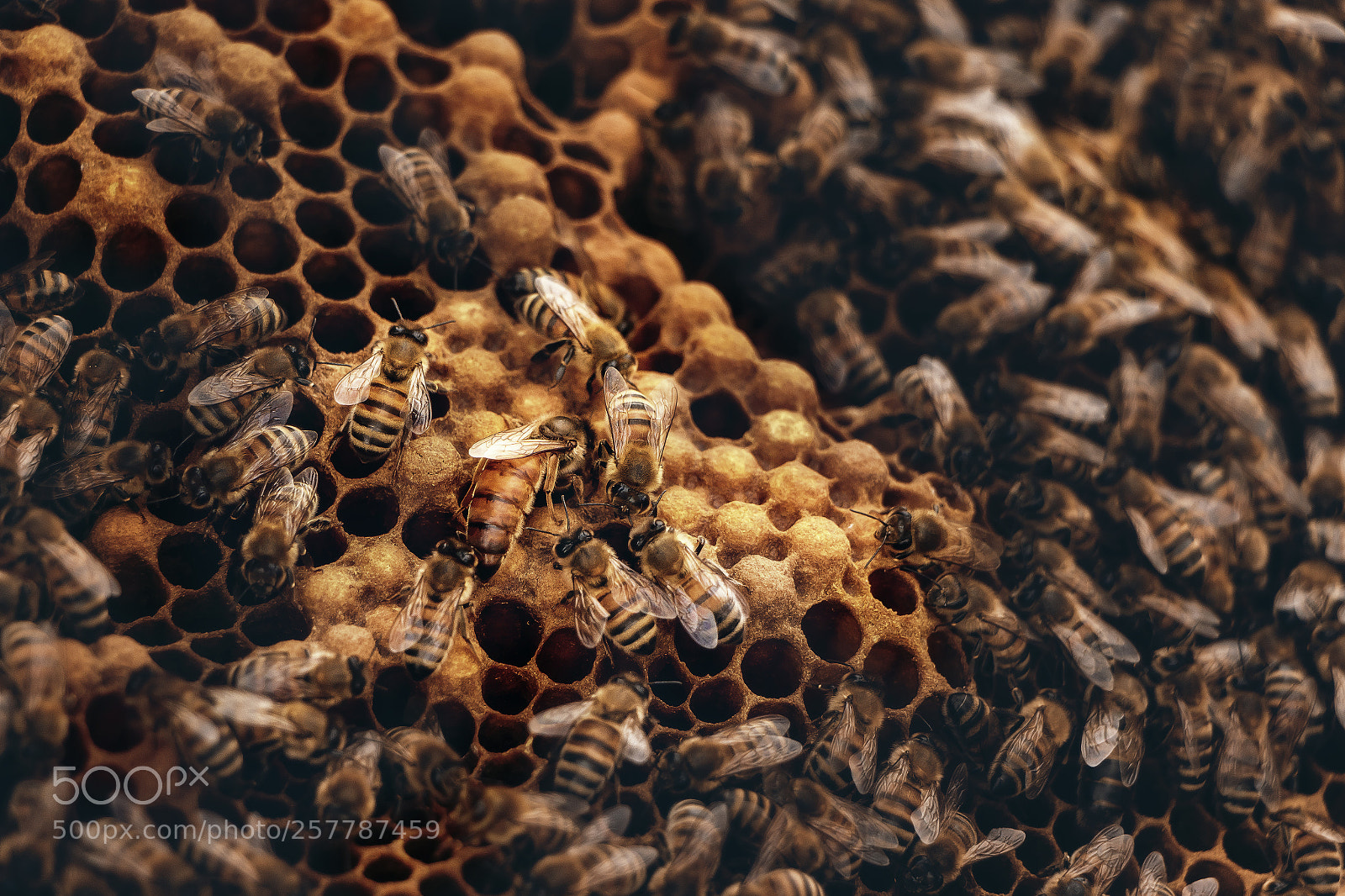 Canon EOS 70D sample photo. Queen bee tending to photography