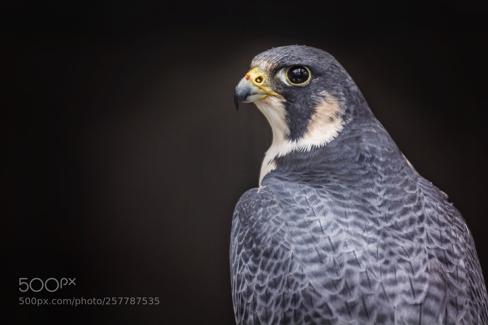 Nikon D7100 sample photo. Peregrine falcon portrait photography