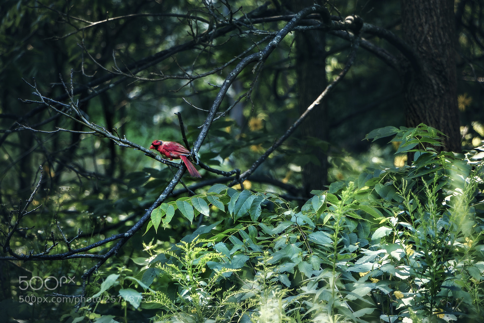 Canon EOS 70D sample photo. Img photography