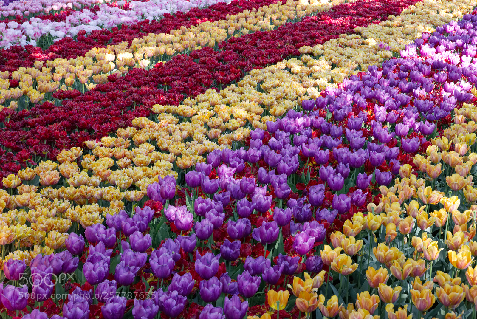 Pentax K-1 sample photo. Tulip stripes photography