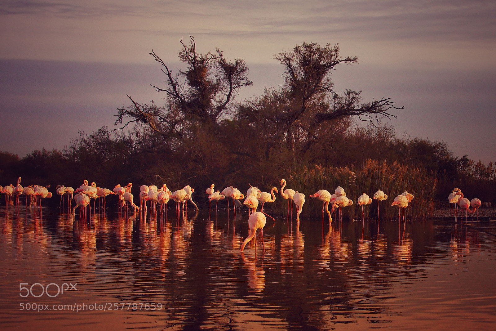 Sony SLT-A77 sample photo. Flamingo island photography