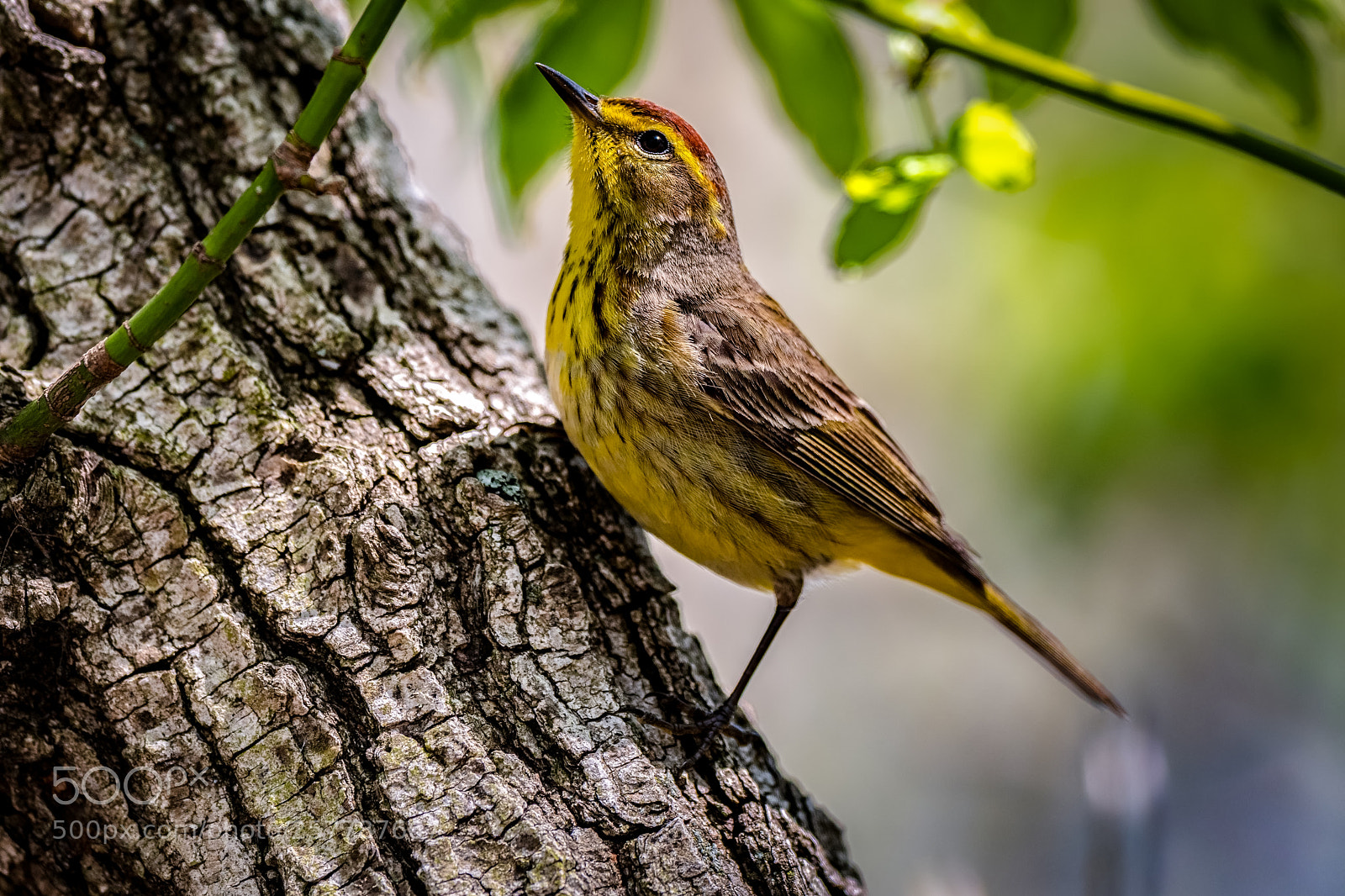 Nikon D500 sample photo. Palm warbler photography