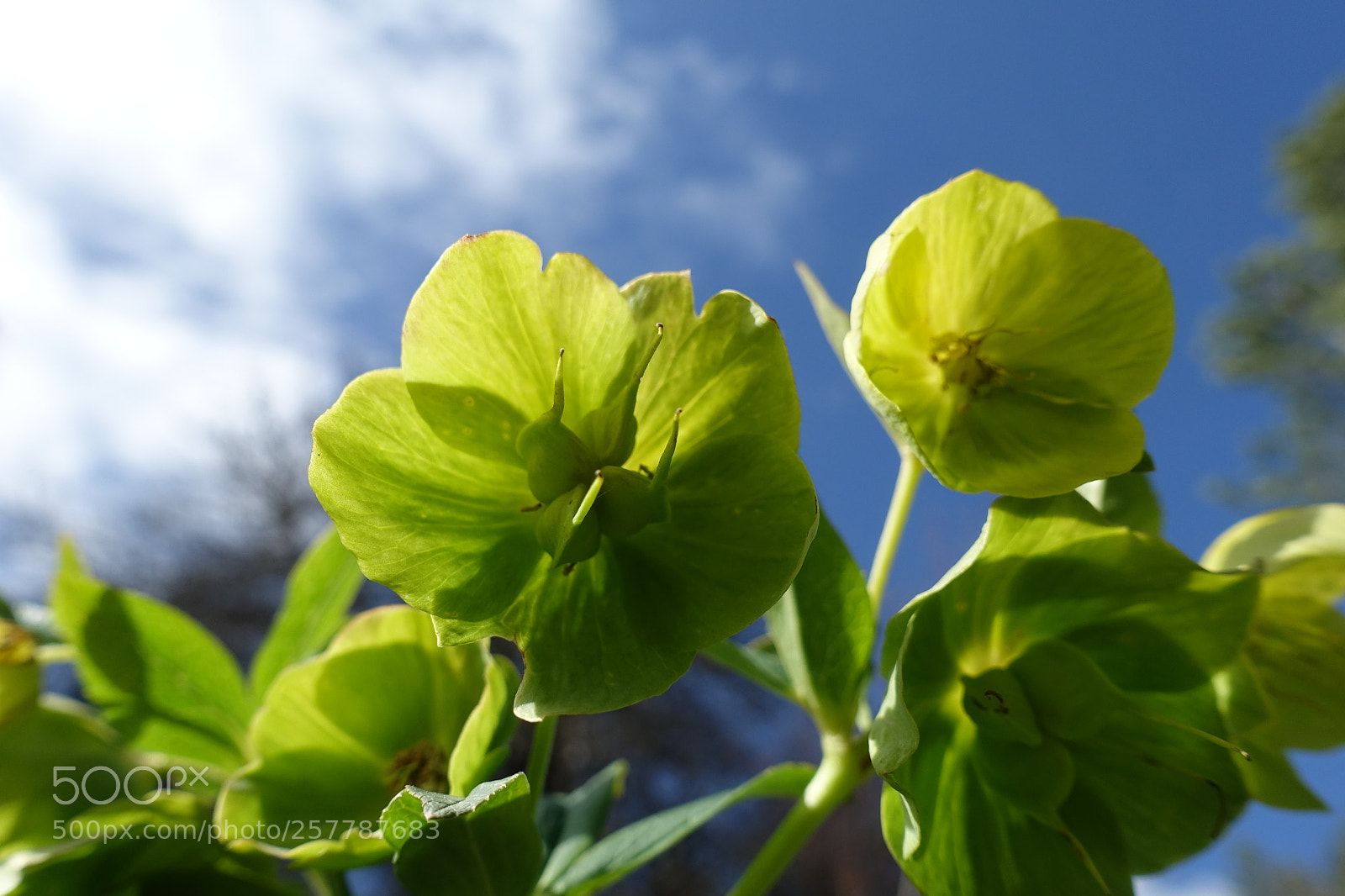 Sony Cyber-shot DSC-RX100 III sample photo. Helleborus cyclophyllus photography